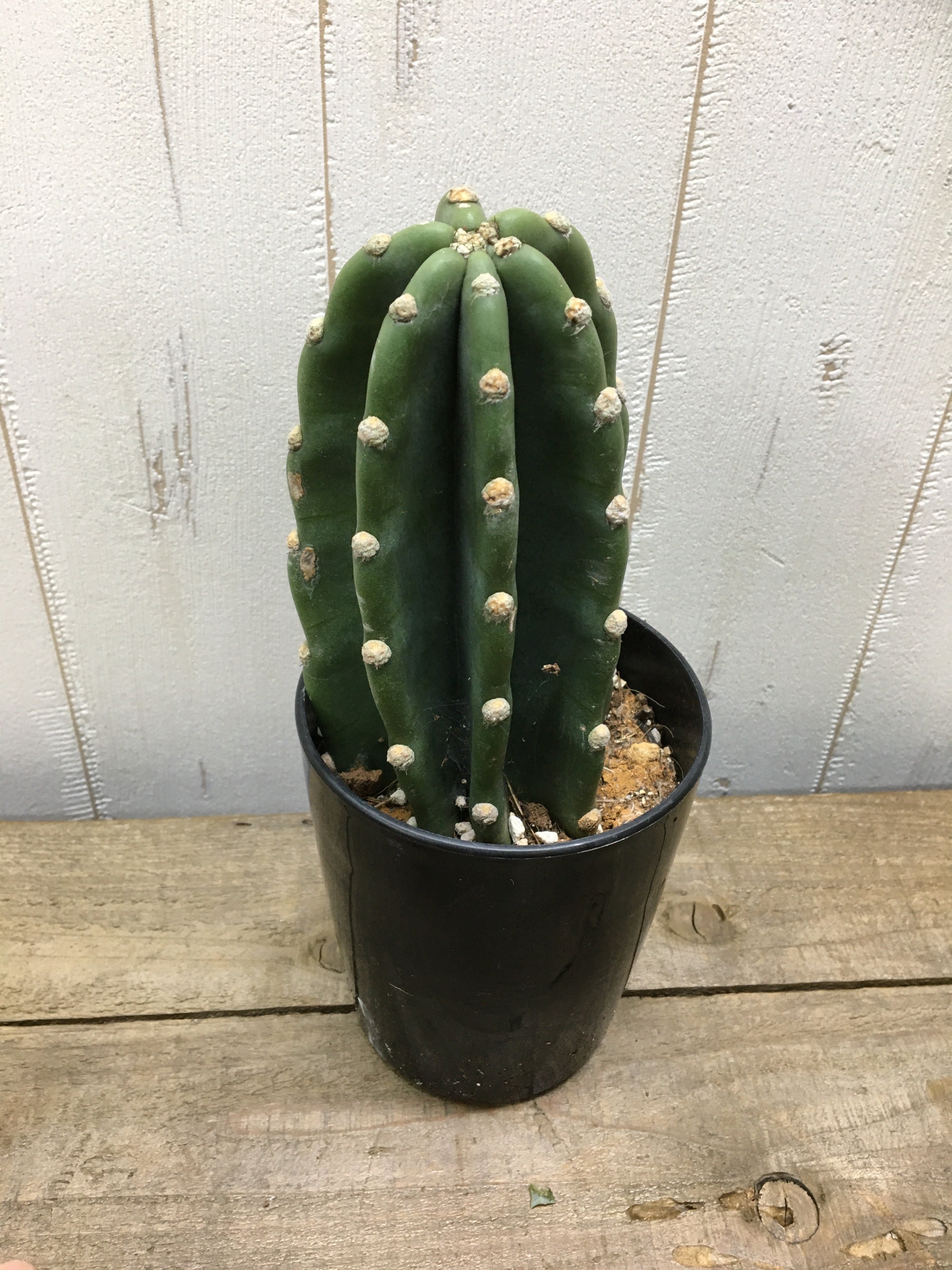 12月スーパーsale 柱 サボテン トゲ無し 植物