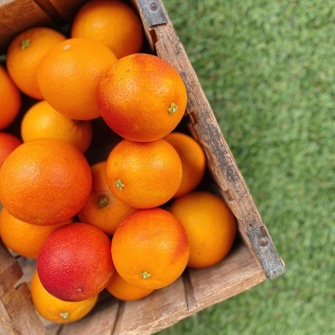 有機JAS認証付き！佐賀県産　ブラッドオレンジ　１kg【鹿島みかん村】