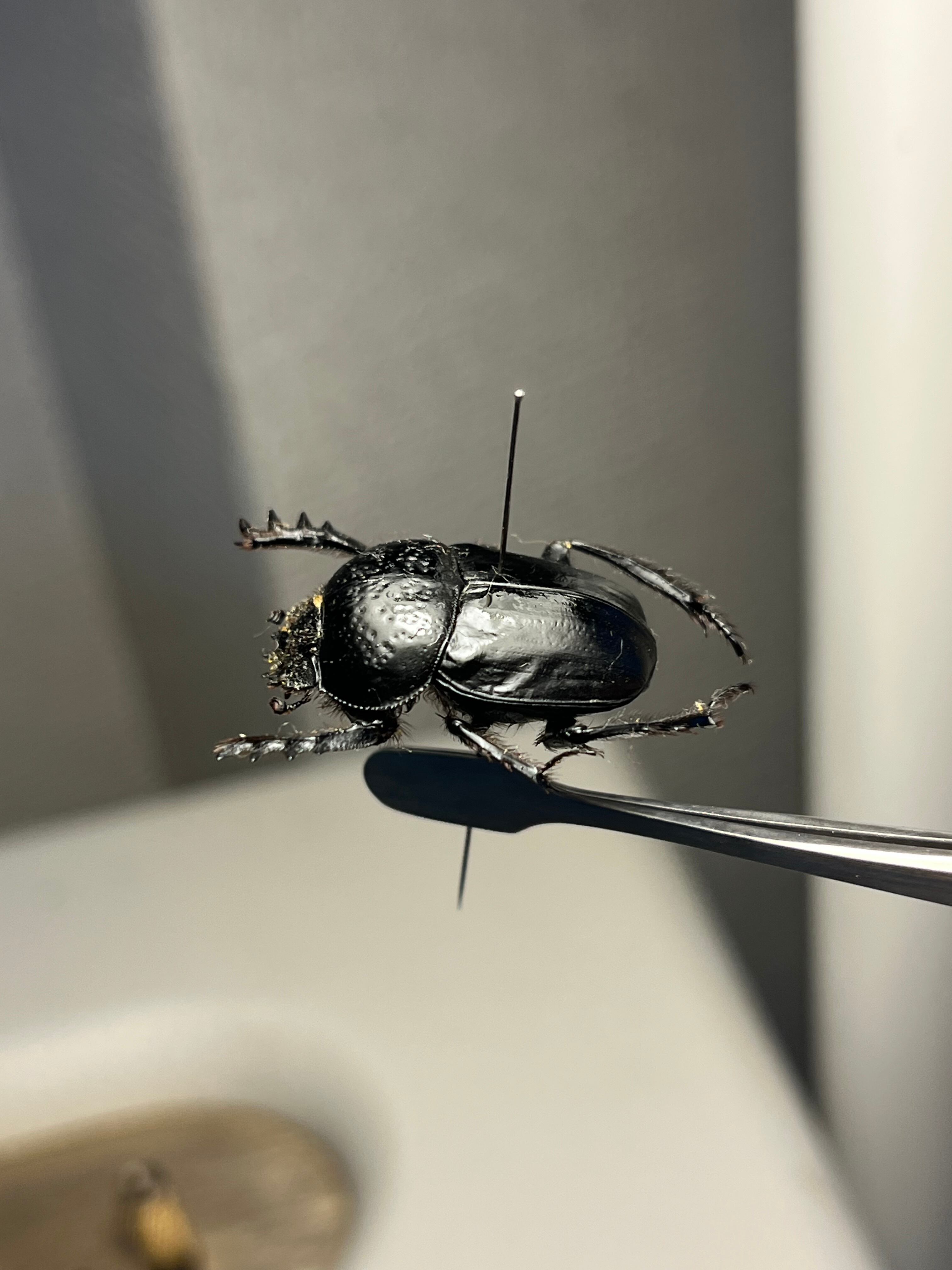 ファーブル昆虫記に登場するスカラベ 標本Scarabaeus Semipunctatus
