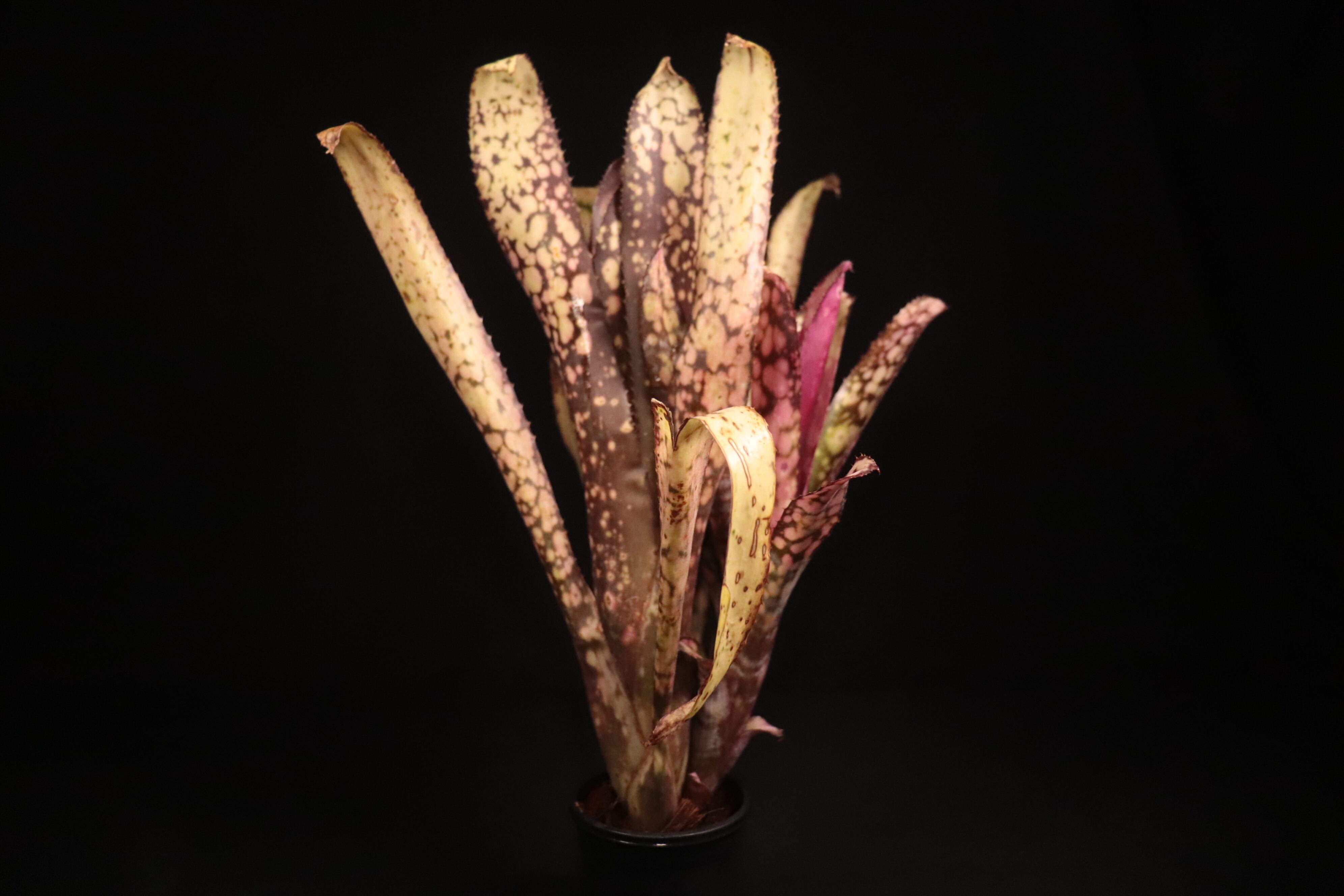 送料無料】Billbergia 'Kolan Magic' (子株付き)〔ビルベルギア〕現品