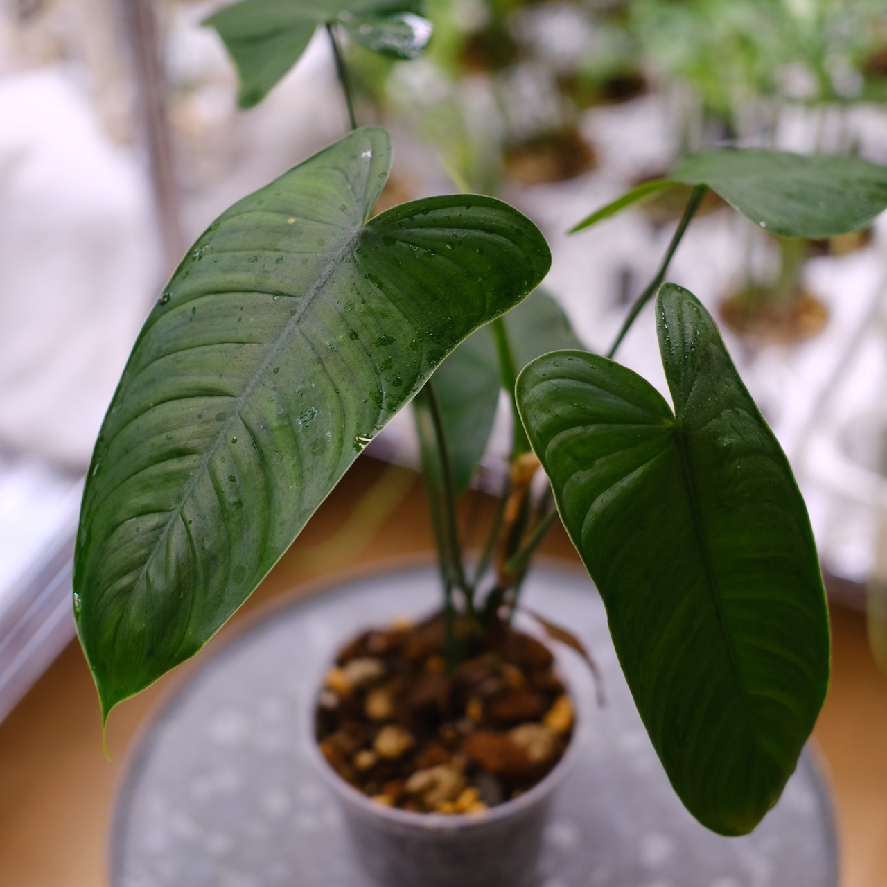 フィロデンドロン テヌー / Philodendron tenue⑤ / 観葉植物