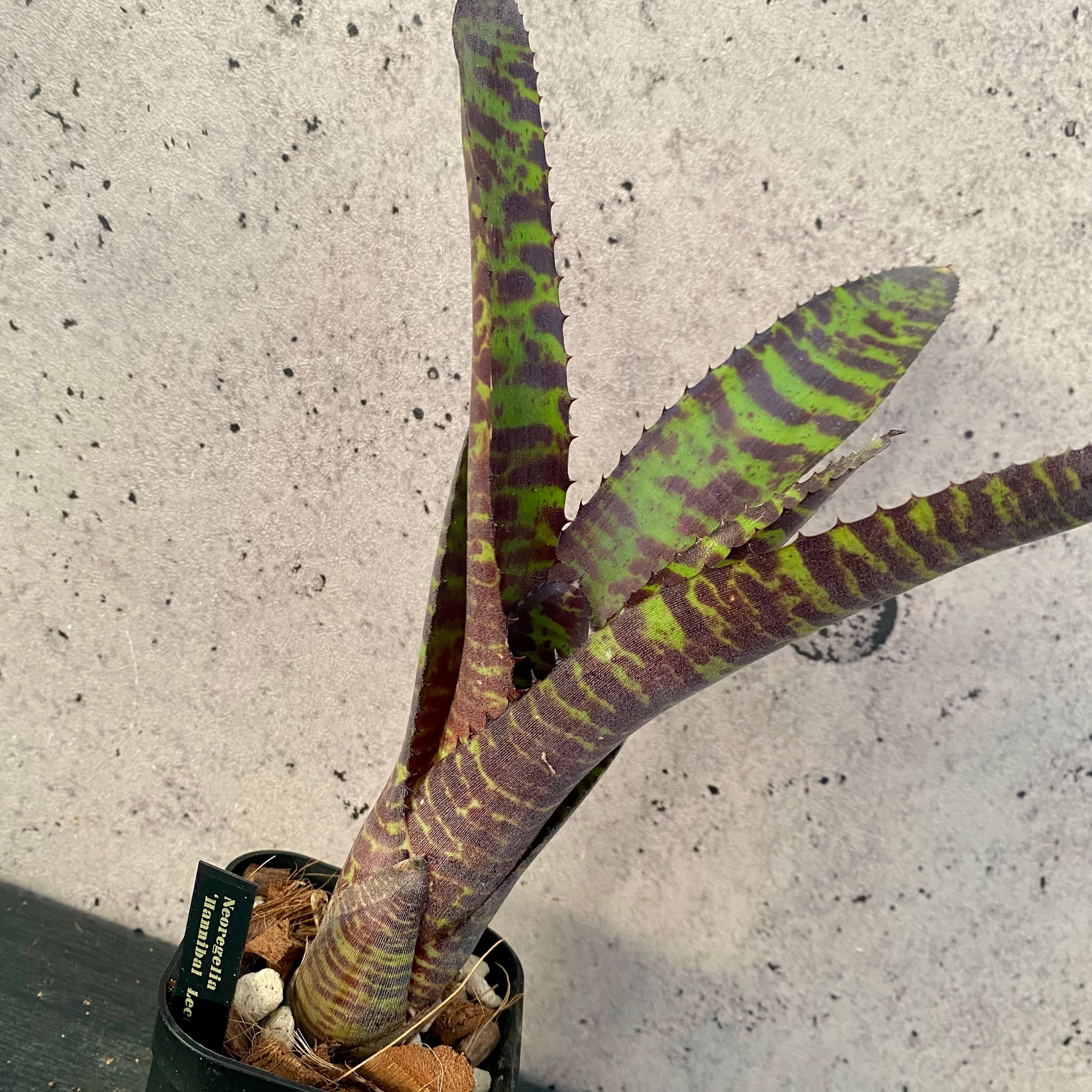 タンクブロメリア | Planet Plants プラネットプランツ