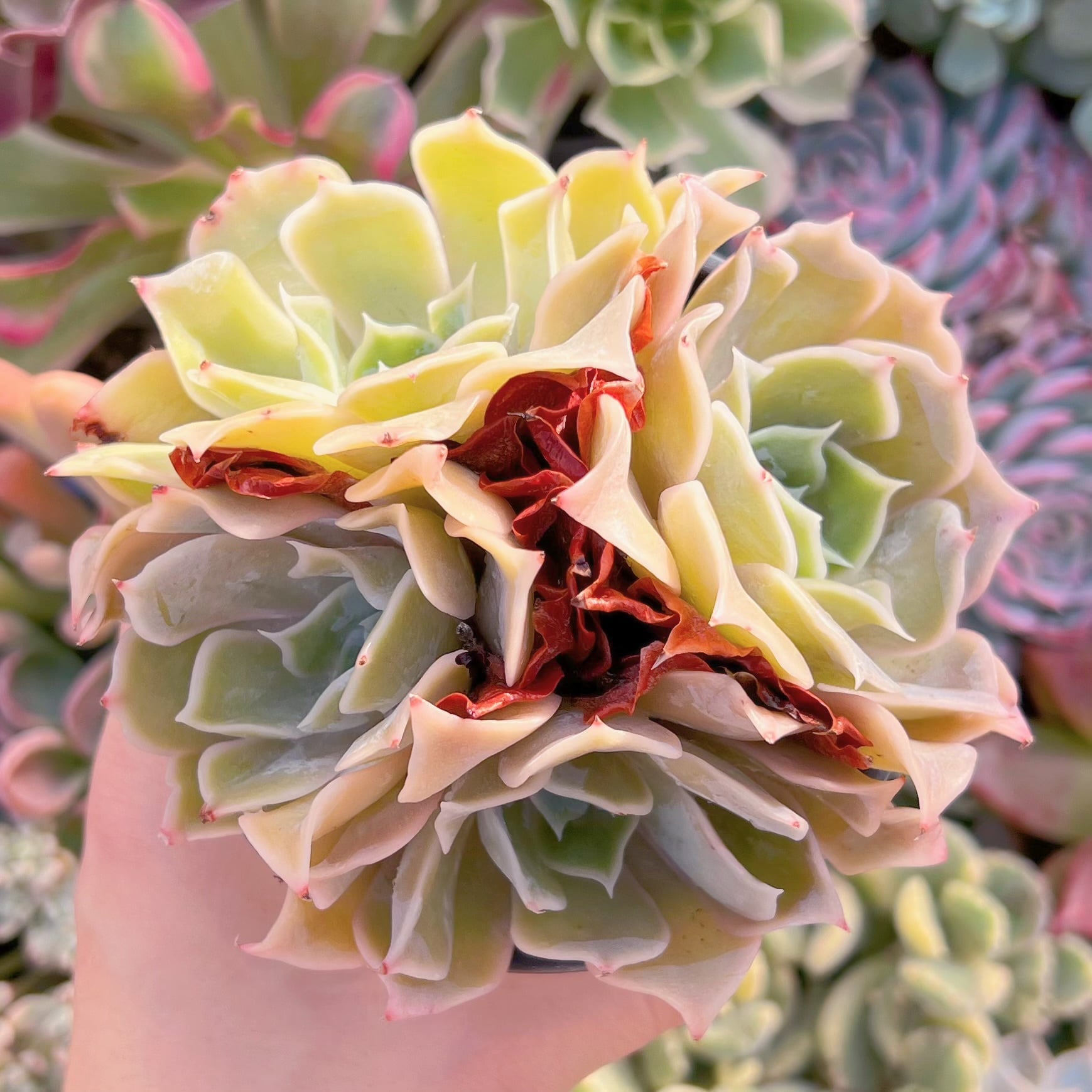 現品　クジラ#A72    群生　新入荷