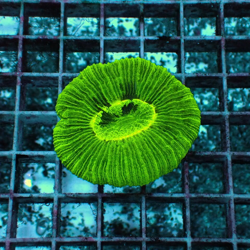 海水魚　ブレインサンゴ オオバナ / ブレインコーラル | HOUSE REEF(ハウスリーフ)サンゴ・海水