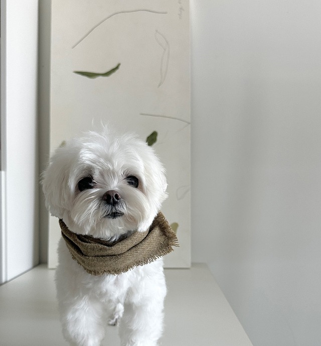 〈予約アイテム〉EYOU / ソリッドマフラー – Wool