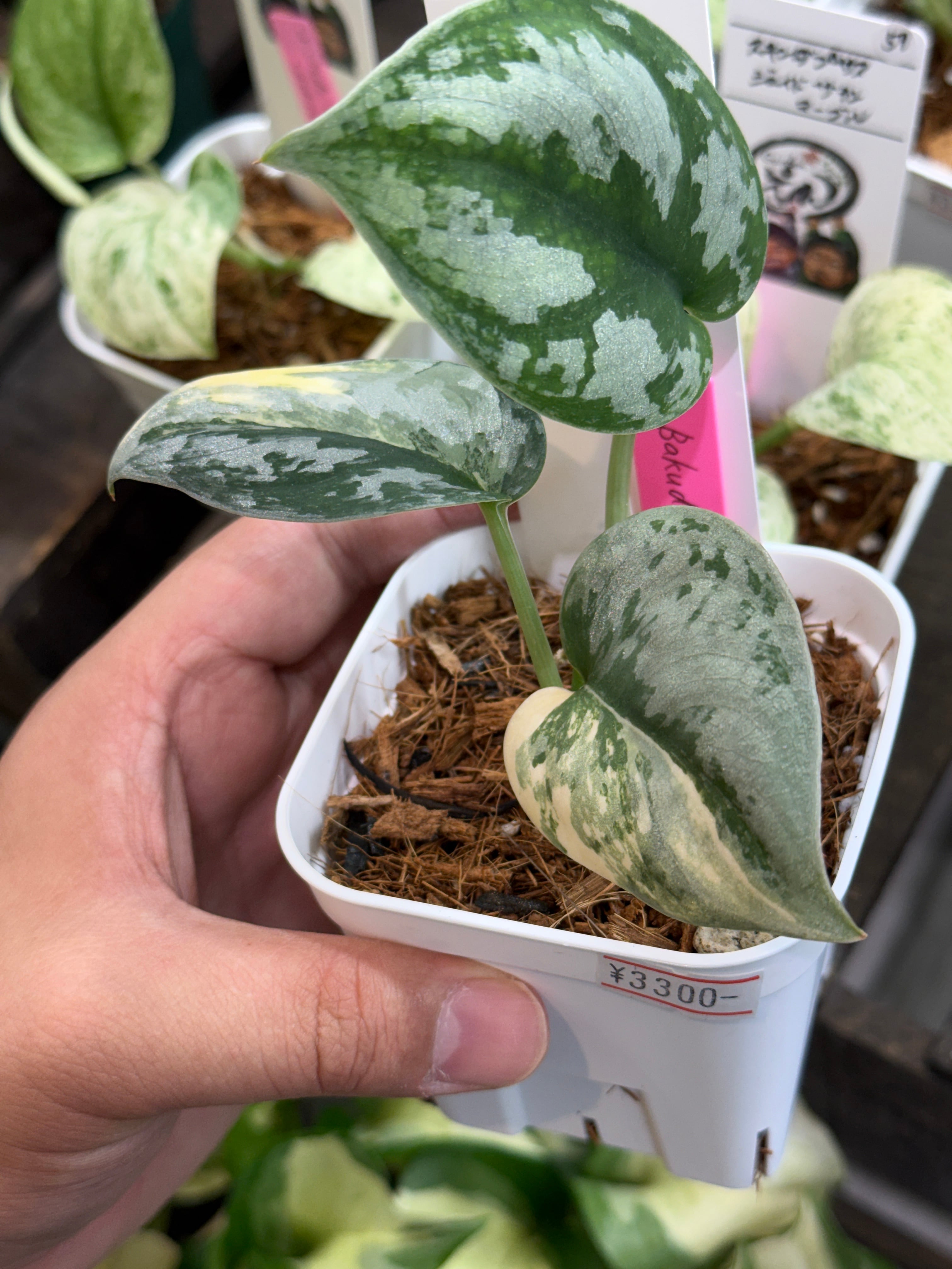 53. スキンダプサス バクダパティ | Gardenえん 【観葉熱帯植物】