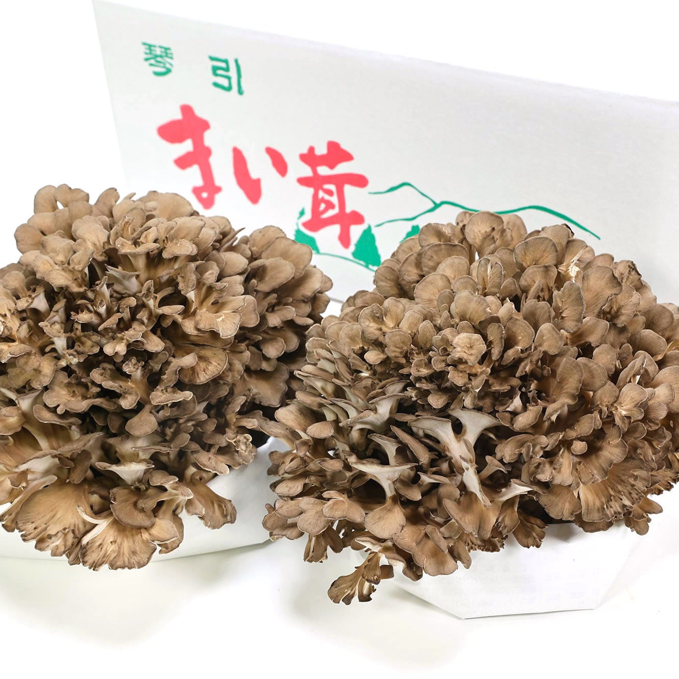 2024年のクリスマス 生舞茸 琴引舞茸 | ドッグフード