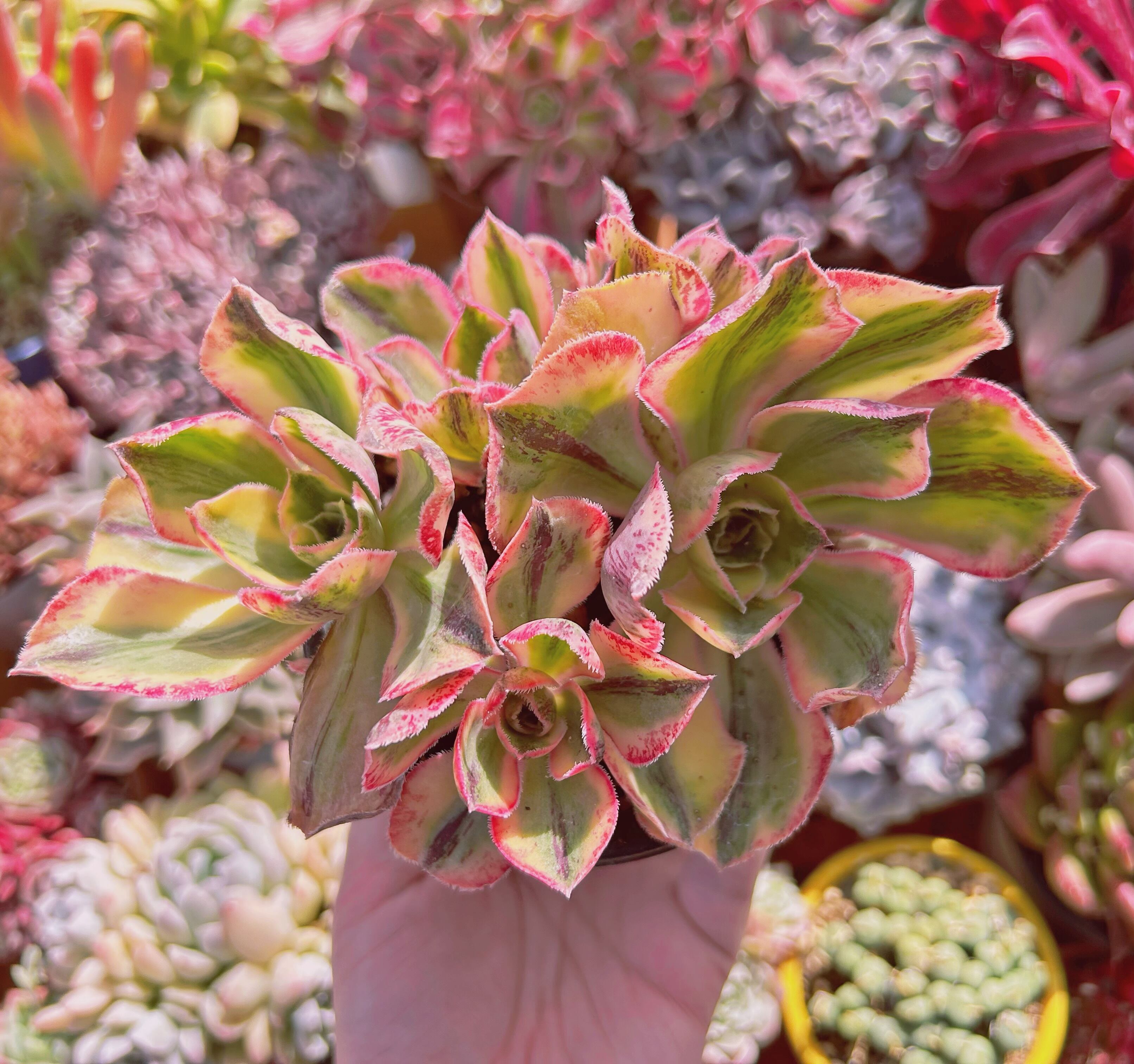 #929現物　多肉植物　Aeonium  ロスコープ錦　 特大　抜き苗