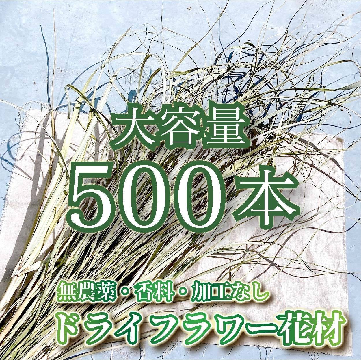 ハツユキカズラ ショートサイズ sum_5 ドライフラワー/ドライリーフ ハツユキカズラ ショートサイズ sum_5 ドライフラワー/ドライリーフ