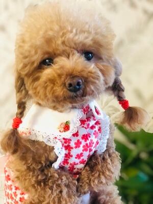 メーカー人気1位 赤ずきんワンピース Tony Hoby 犬 服 ペット服 Candydogg