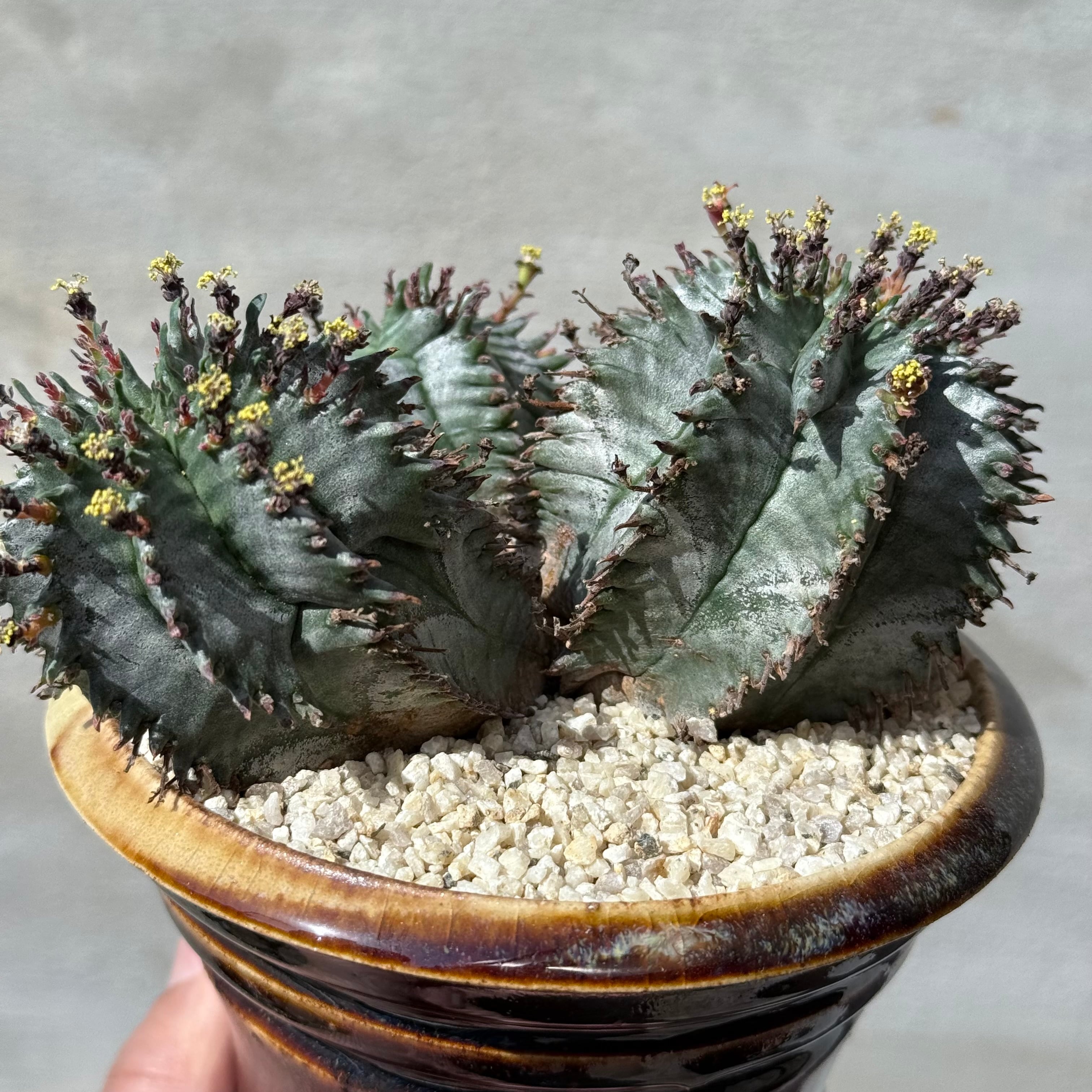 植物 ×鉢】ユーフォルビア ホリダ 美株 × 姫野翔太 陶器鉢 Euphorbia