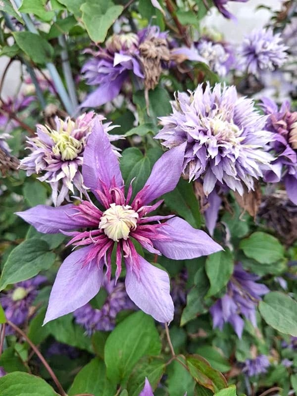 ✿新品種クレマチス　喝采✿ クレマチス 喝采 フロリダ系 | mateflowergarden