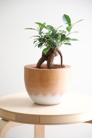 【S】ガジュマル/Ficus microcarpa