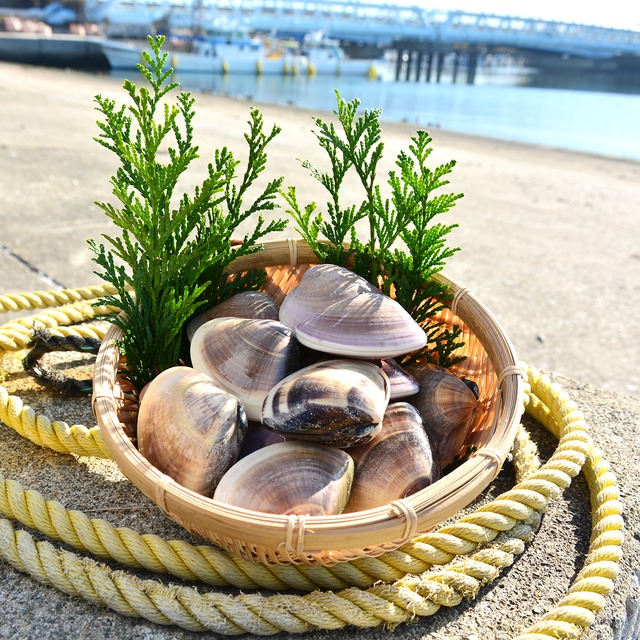 2026年2月3日（火）発送【厳選】国産ハマグリ 2kg