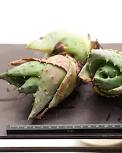 未発根苗 アロエ 金元宝 Aloe 'Jin Yuan Bao'