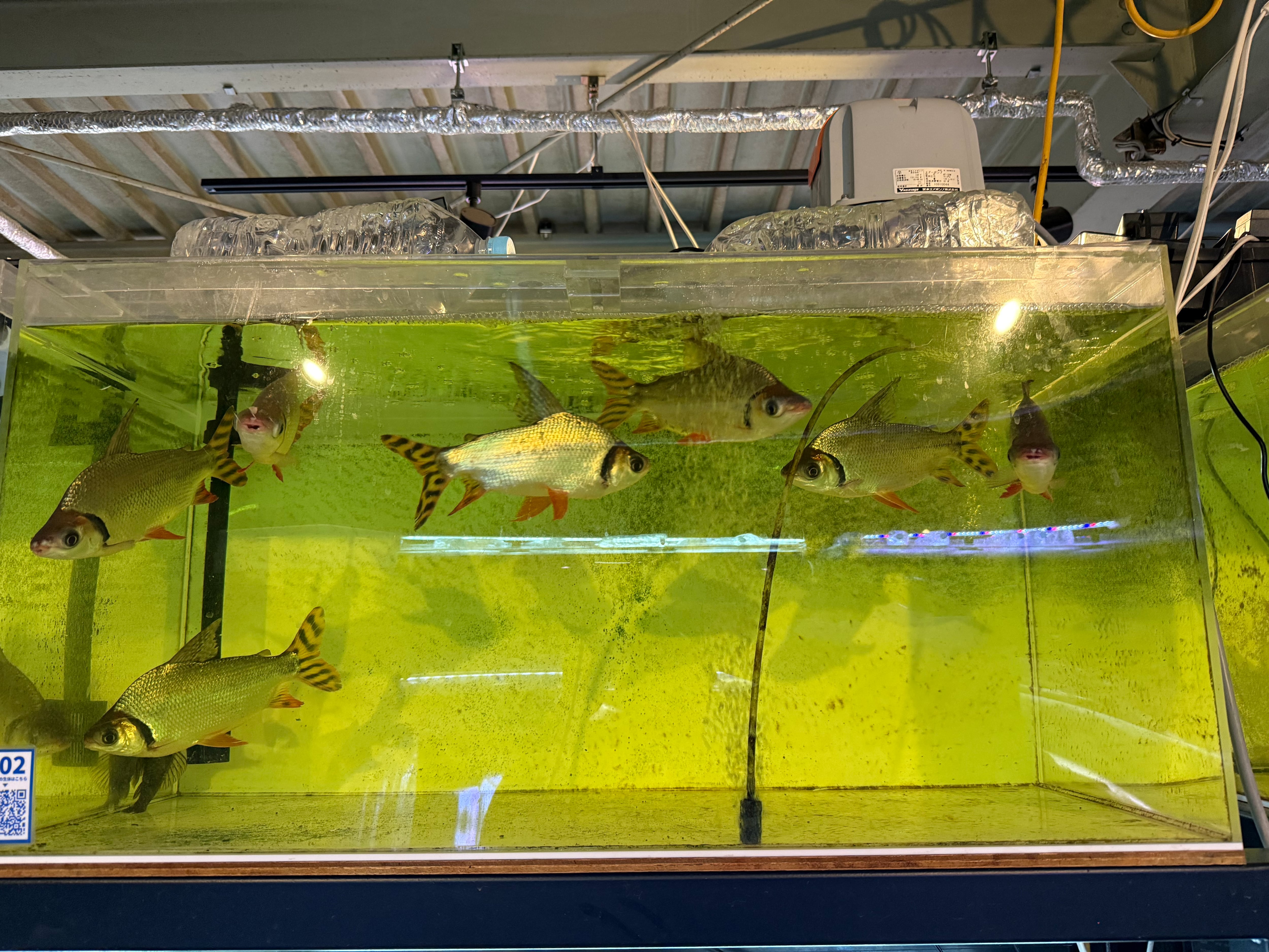 中古水槽 900×450×450アクリル水槽セット | アクアショップ ビリーケン