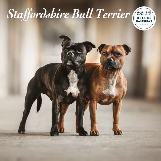 【2027年版】英国製犬種カレンダー【スタッフォードシャー・ブル・テリア】DELUXE 2027年版