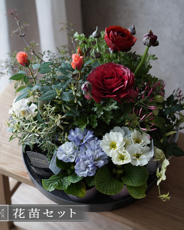 【ミニ花苗セット】えんじ系ラナンと水色プリムラの寄せ植え用苗セット