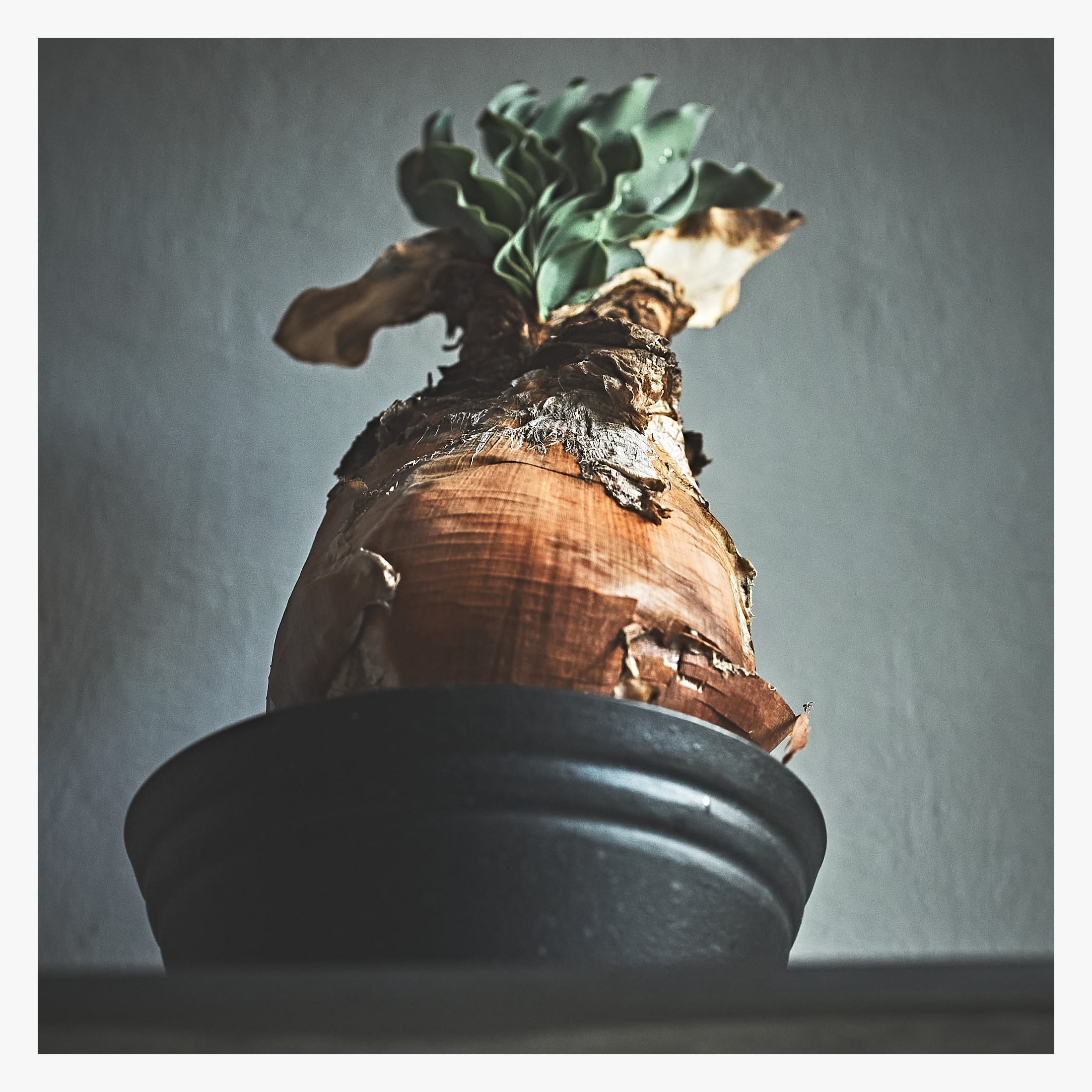 Boophane haemanthoides ブーファン ハエマンソイデス | いい日あたり