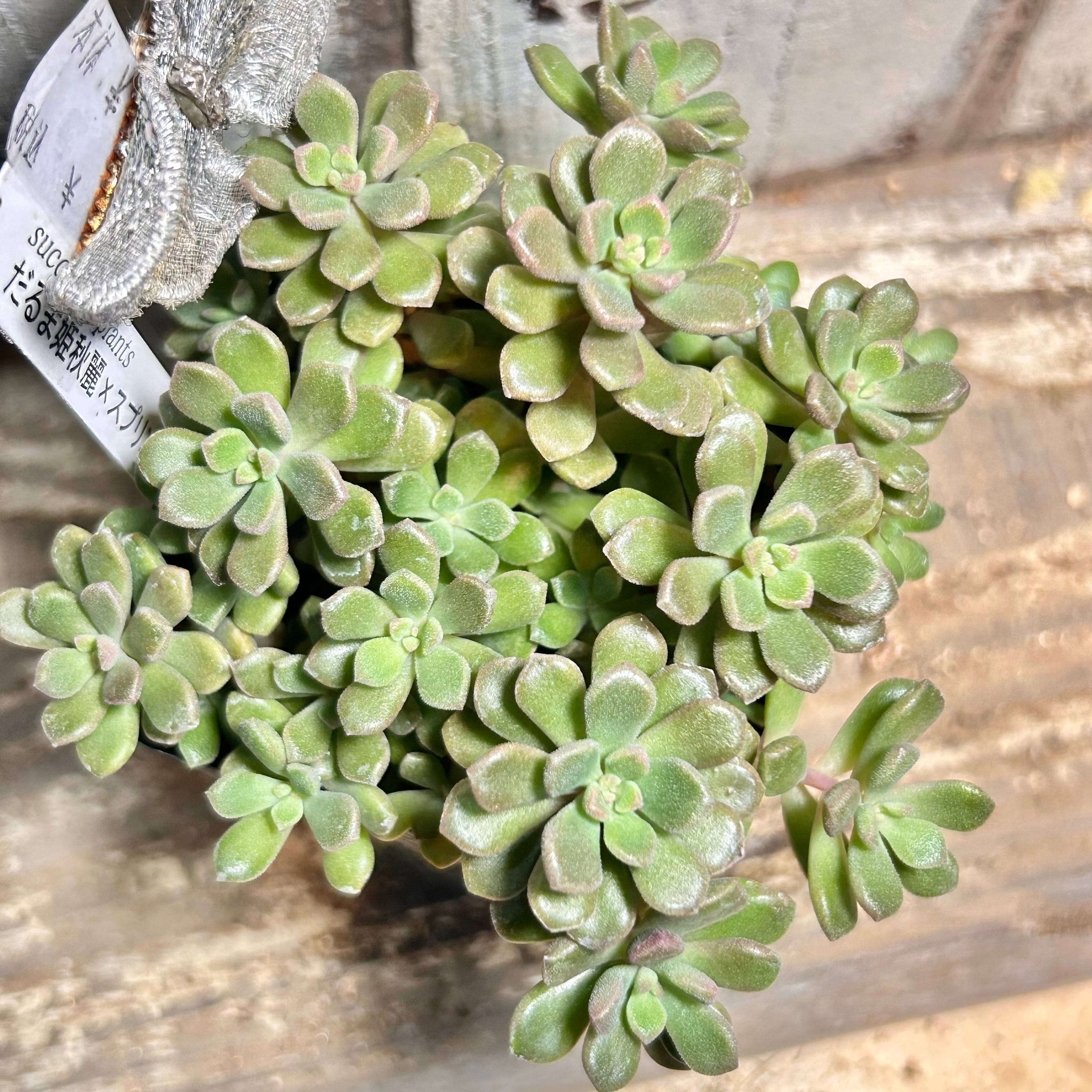 70#多肉植物❤️アエオニウム❤️炎の鳳凰❤️1大頭8小頭16cm拔き苗 鳳凰法師錦 アエオニウム | RuPo 多肉植物専門店