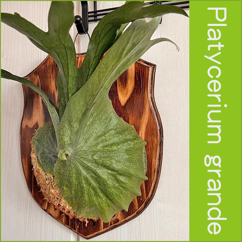 ビカクシダ グランデ 板付 【観葉植物 壁掛け コウモリラン