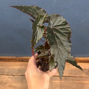 ベゴニア ブラックドラゴン【1065】