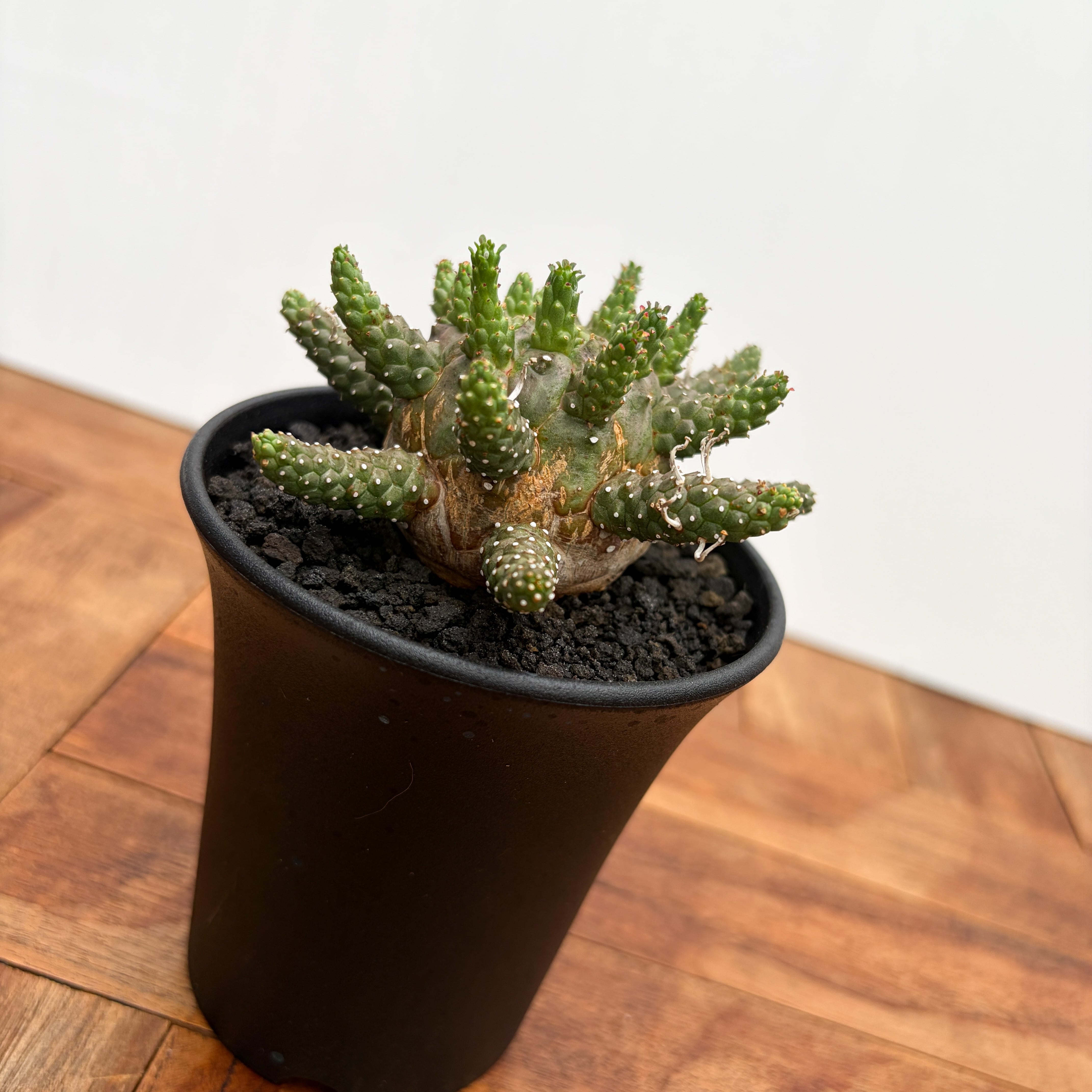 Euphorbia gamkensis 【ユーフォルビア・ガムケンシス】 | RIMO'S