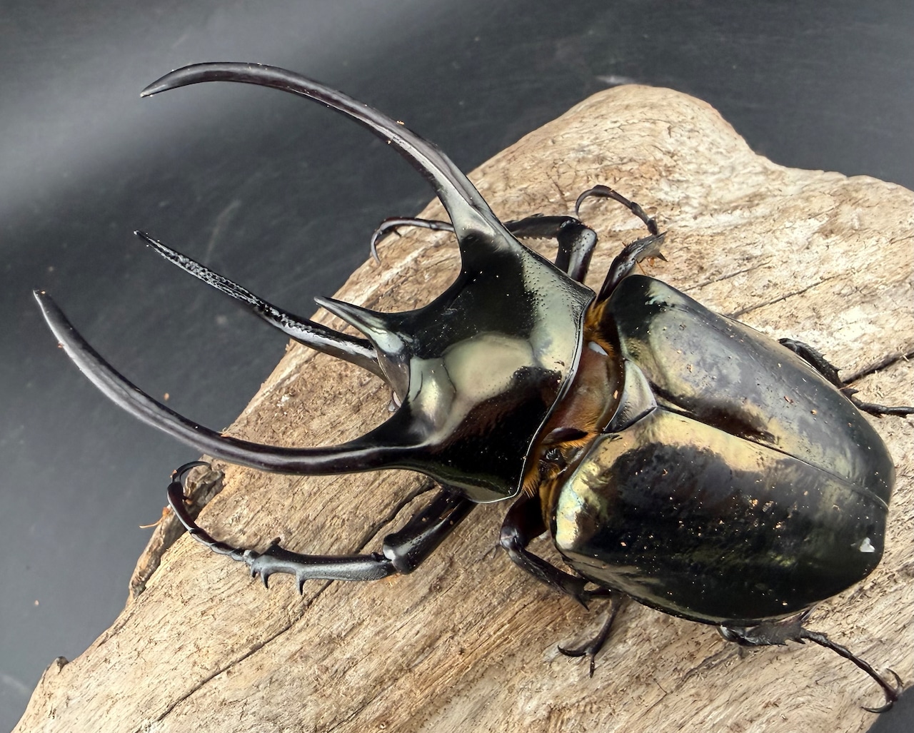 【WD】《ミンダナオアトラスオオカブト マラグサン産 97mm ペア》