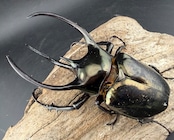 【WD】《ミンダナオアトラスオオカブト マラグサン産 97mm ペア》