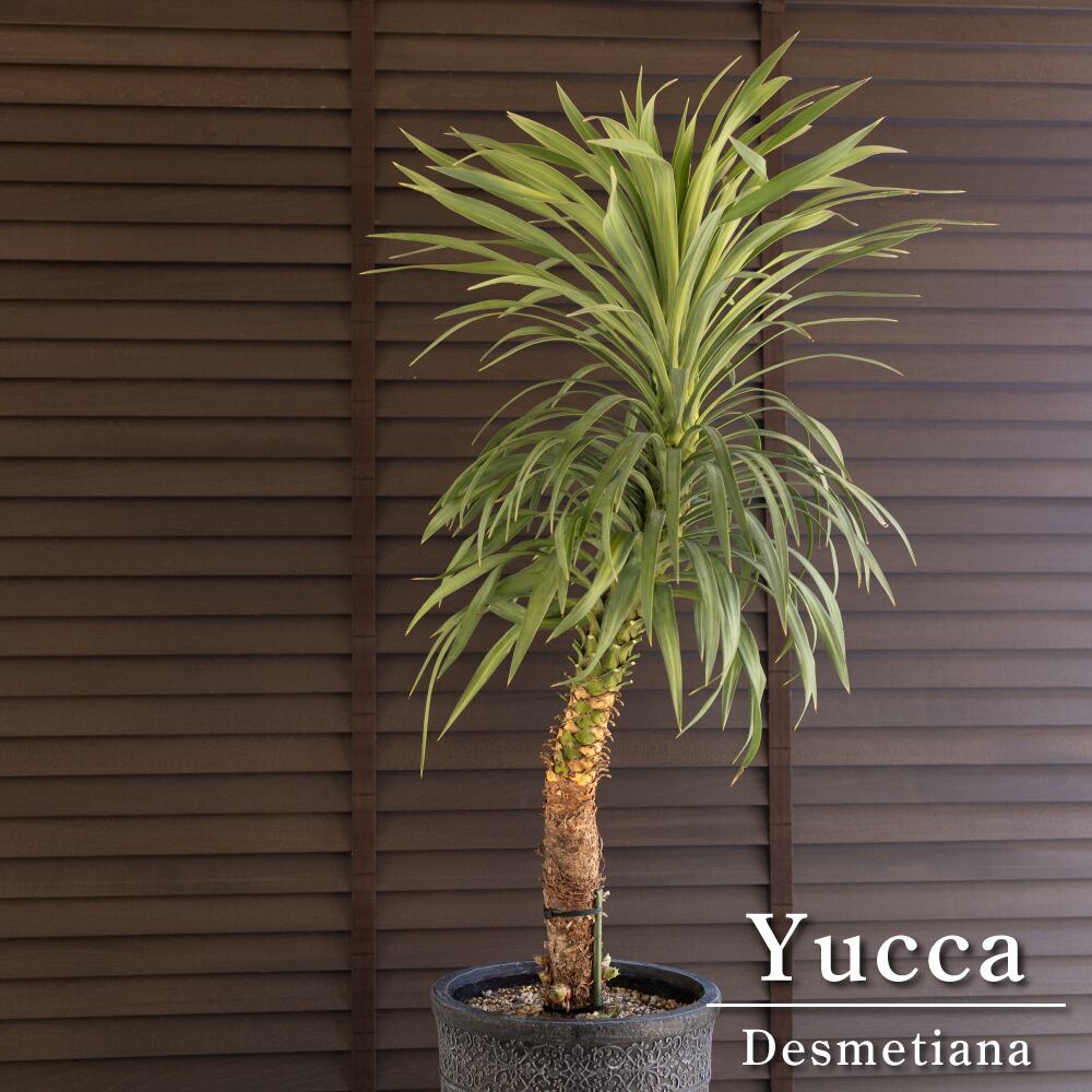 曲がり仕立て ユッカ デスメティアーナ 子株多数 南国 ヤシ 幹立ち 9号 陶器鉢 0831NV