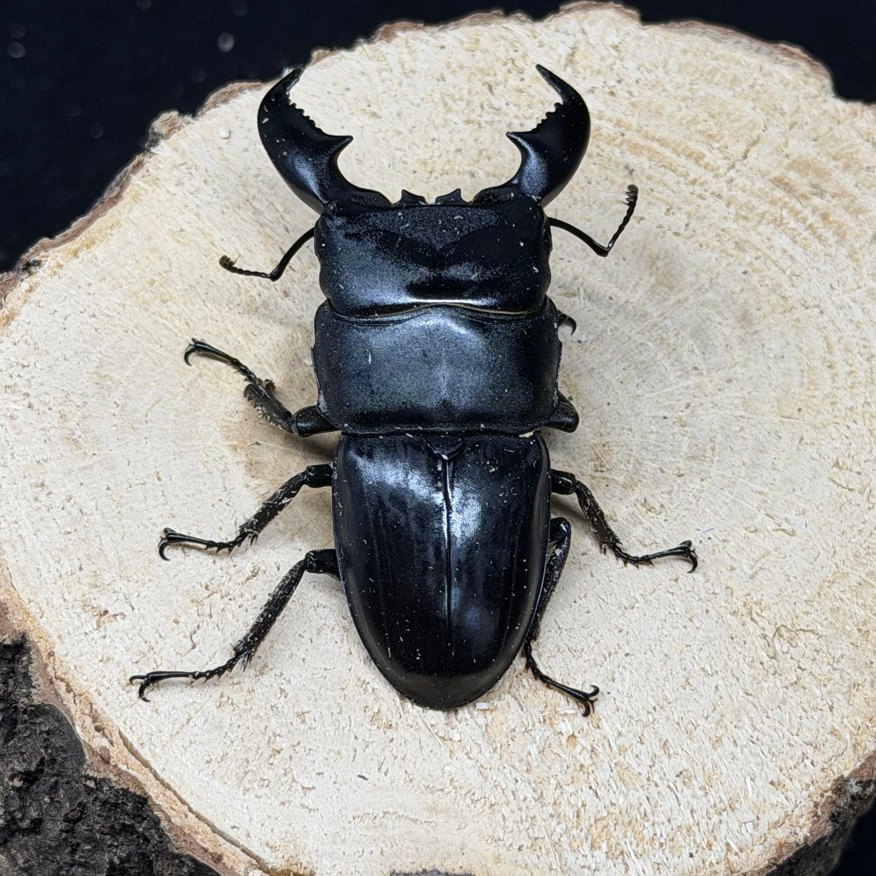 標本】特大・美品 チベットミヤマクワガタ（ssp furcifer：ベトナム