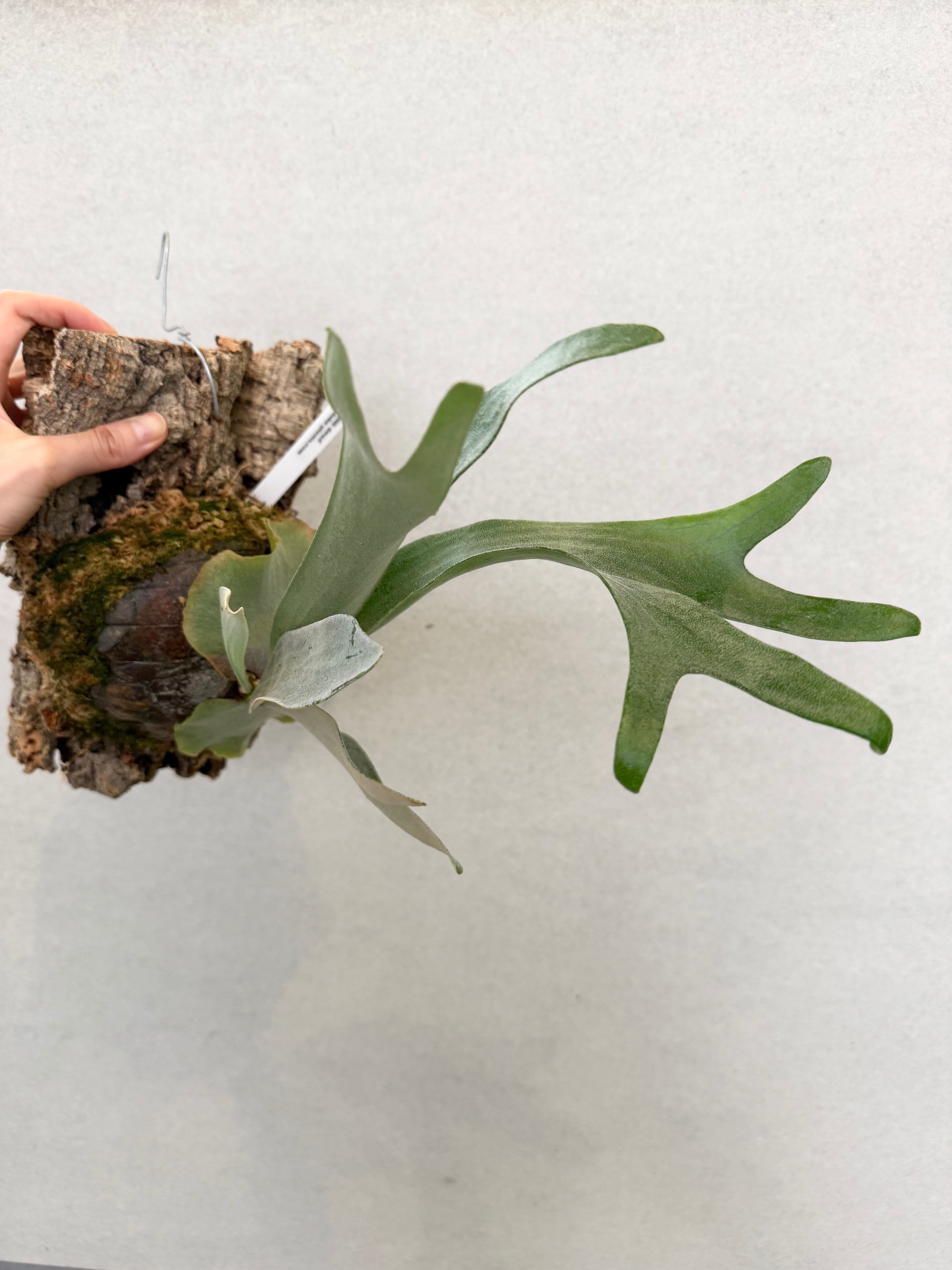 a) P. hillii dwarf ビカクシダ ヒリー ドワーフ | vandaka plants