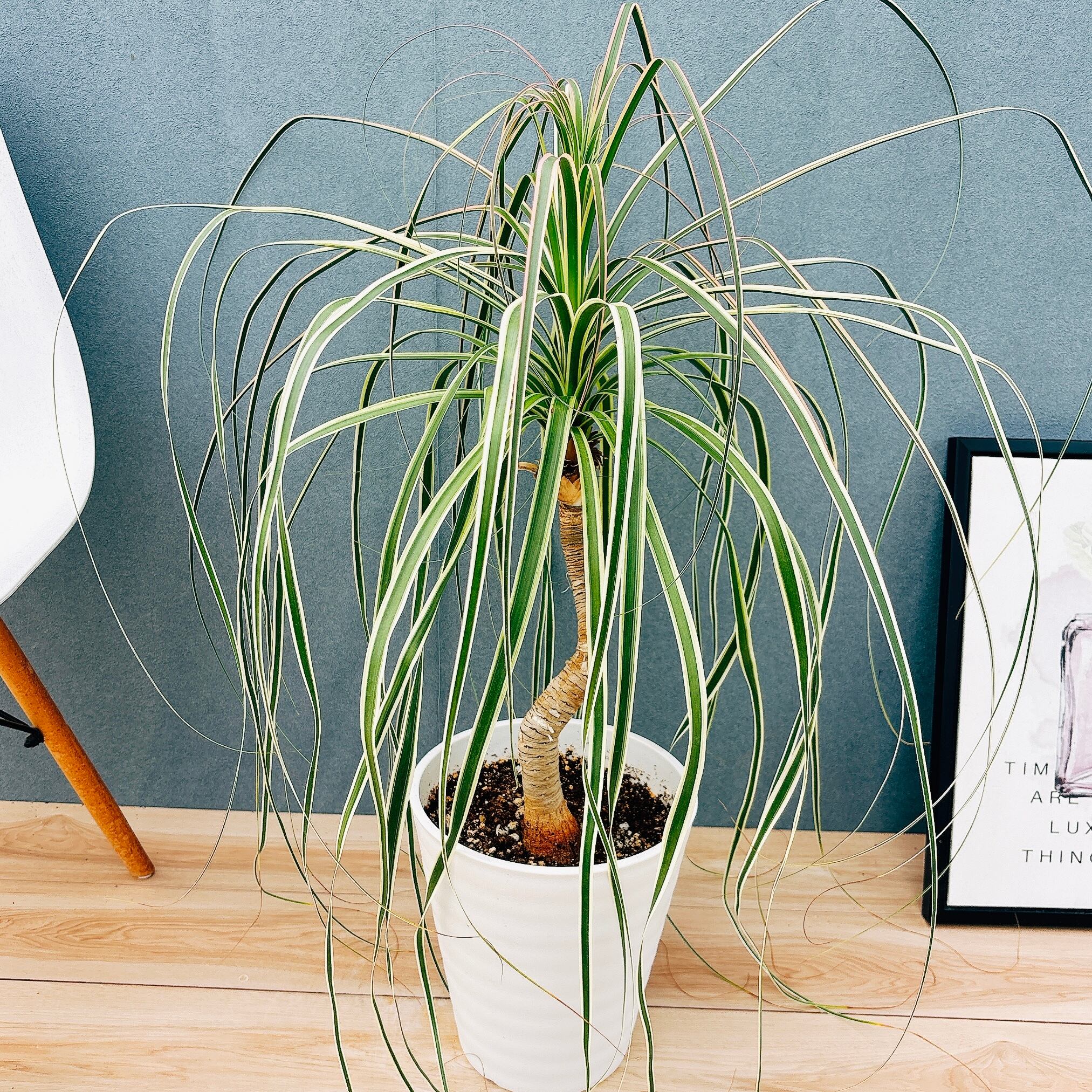 現品］☆人気☆ 8番 フィカス ベンガレンシス 曲がり 8号 観葉植物