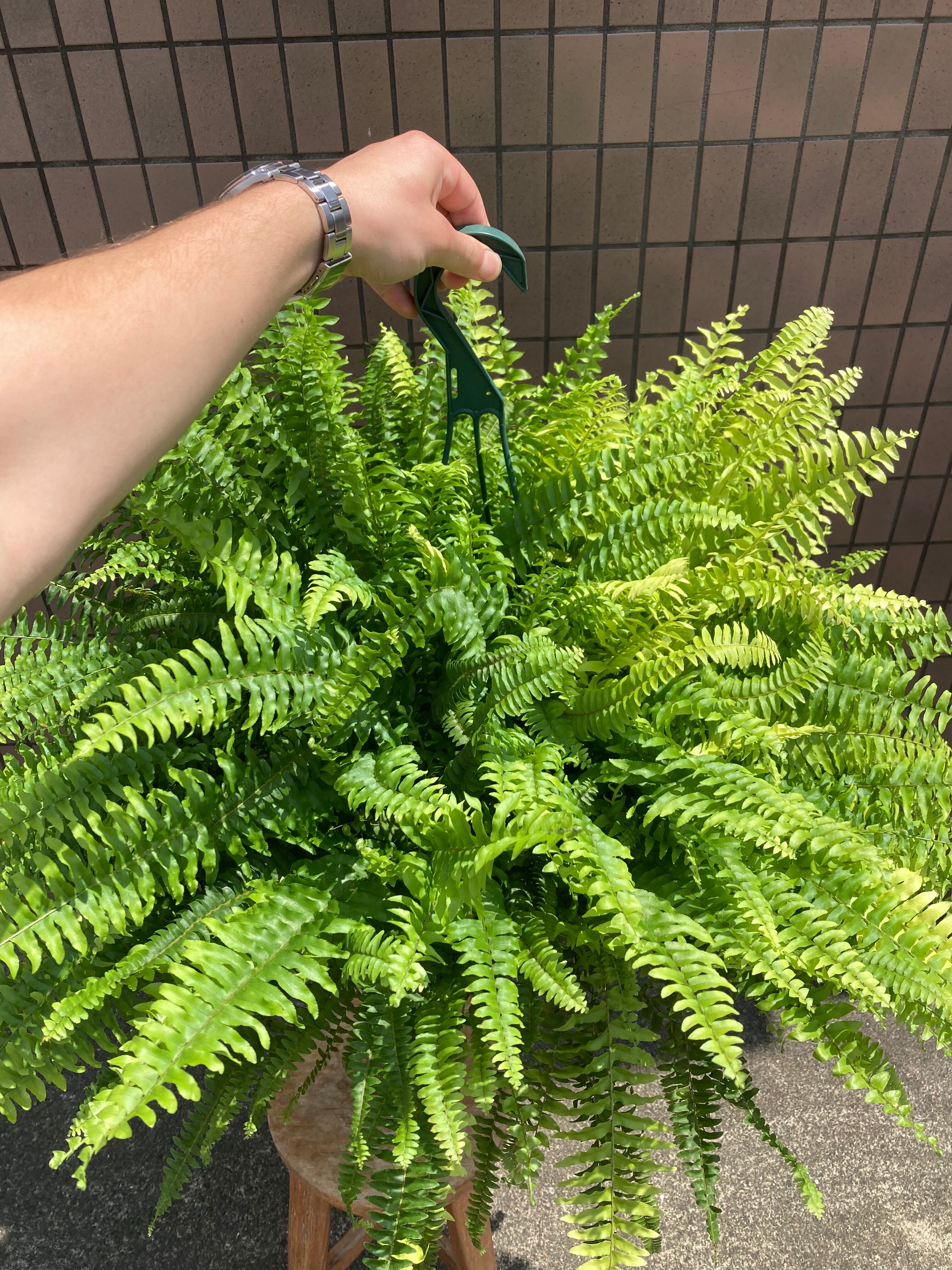 ネフロレピス・ボストンファーン 8号鉢サイズ ※プラスチック吊鉢