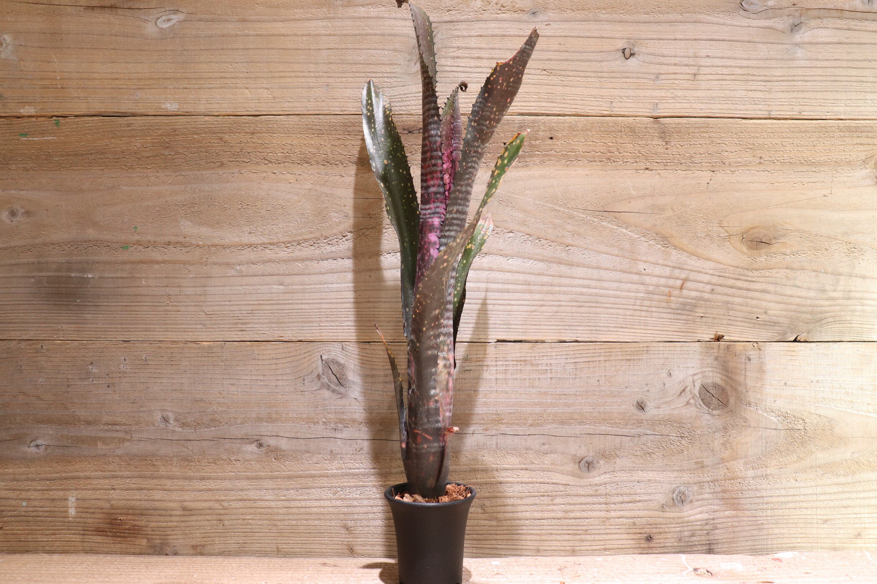 送料無料】Billbergia 'Obi-Wan'〔ビルベルギア〕現品発送B0051