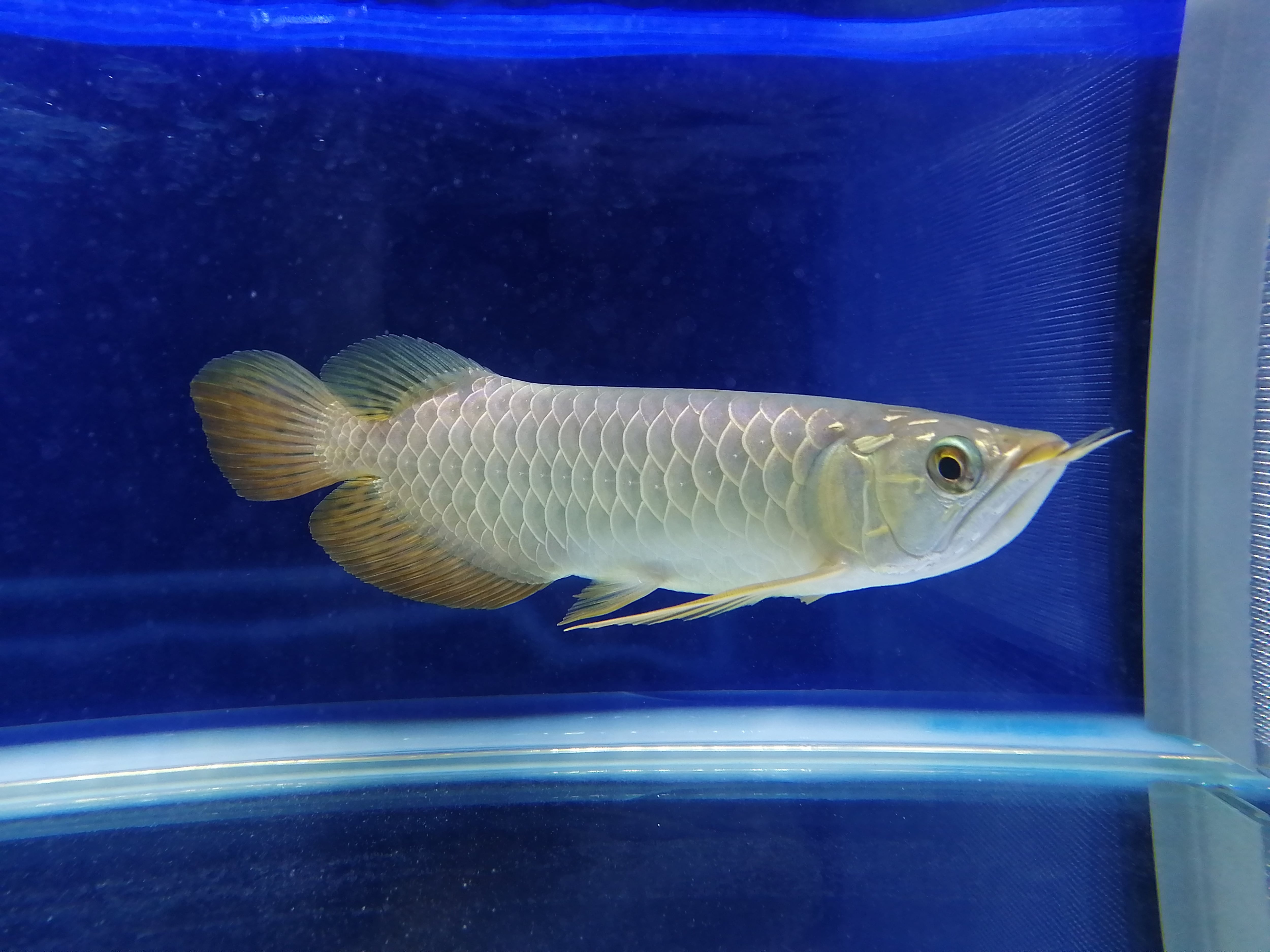 藍底過背金龍 (ブルーベース) ±22㎝《5936 証明書付き》 | アロワナ等