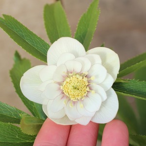 WS26-040 クリスマスローズ ウィンターシンフォニー 静ダブル