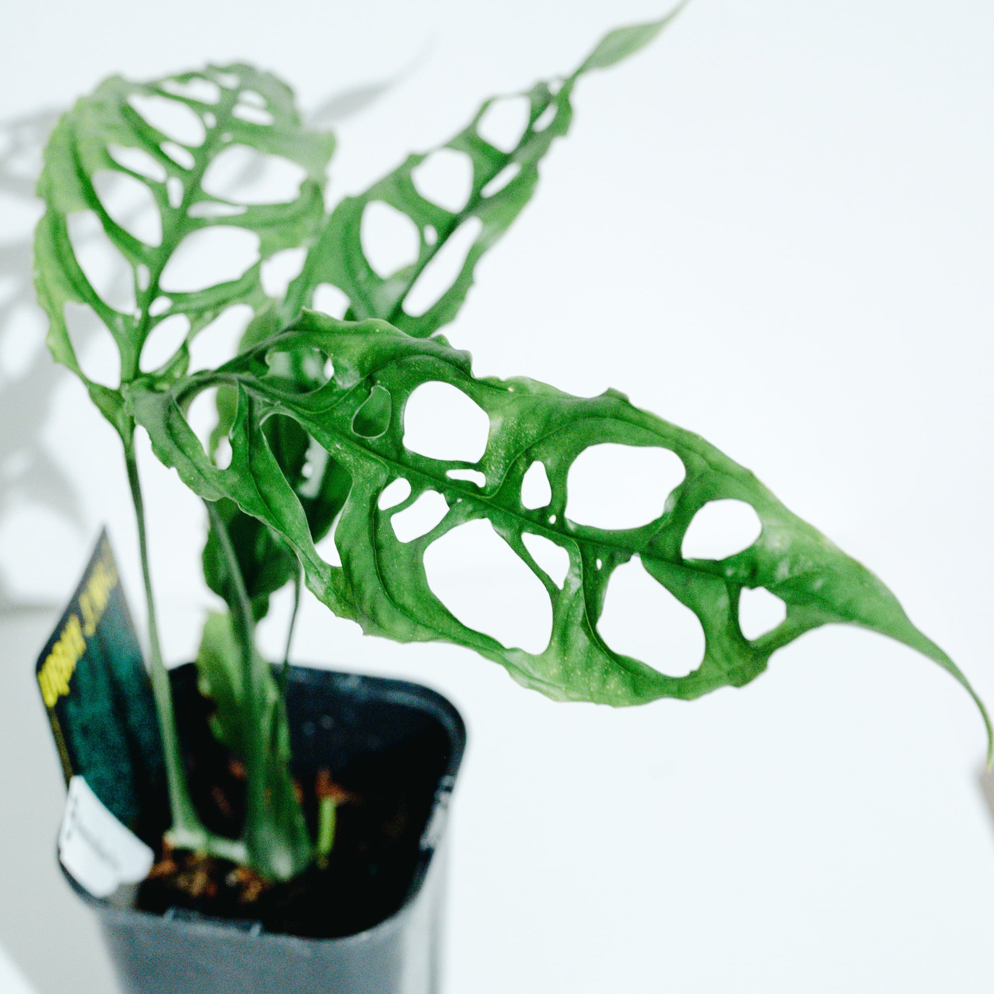 モンステラ・オブリクア・ペルー（Monstera obliqua 'Peru'）_250824