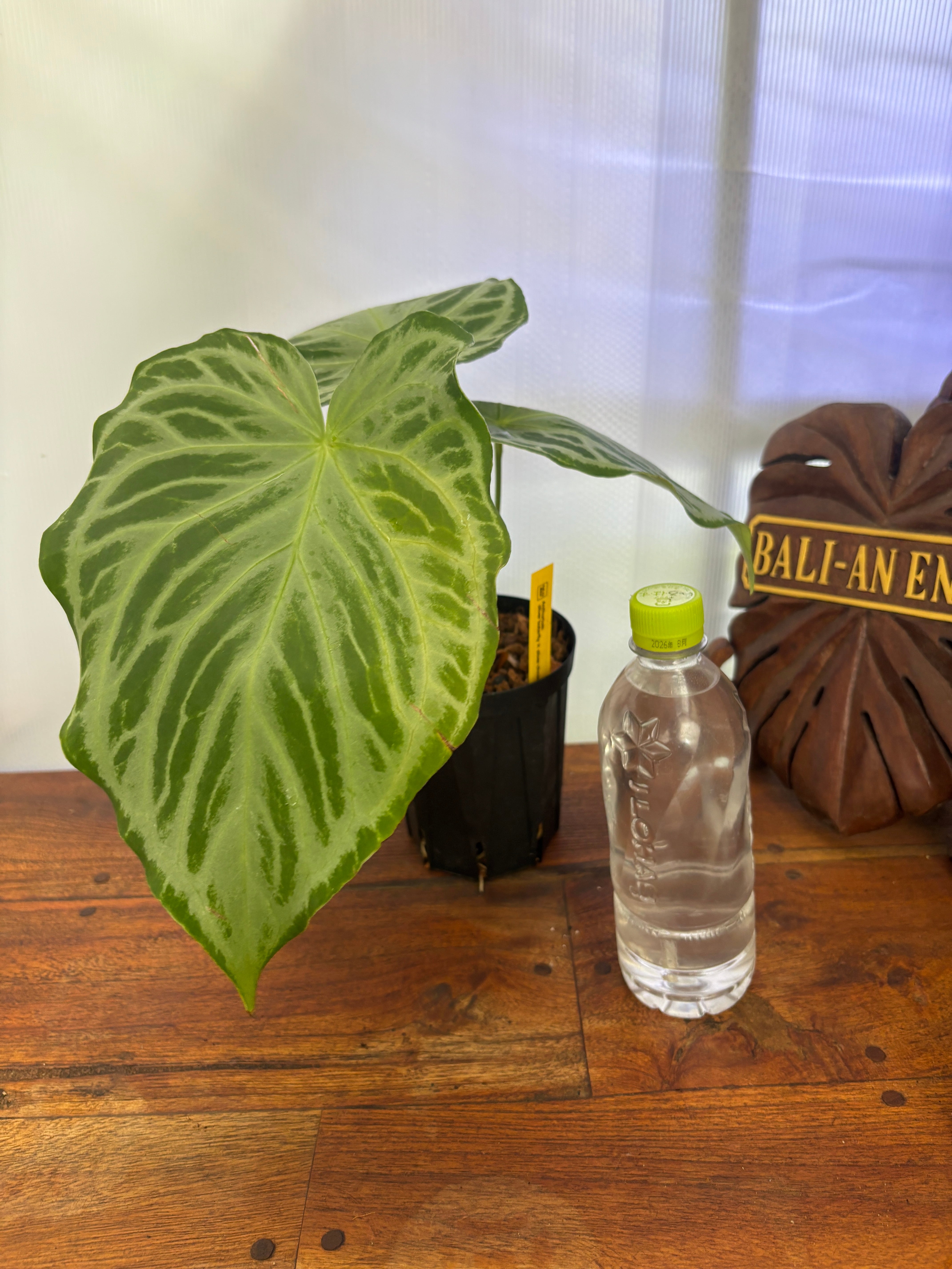 Anthurium | BALI-AN 園芸
