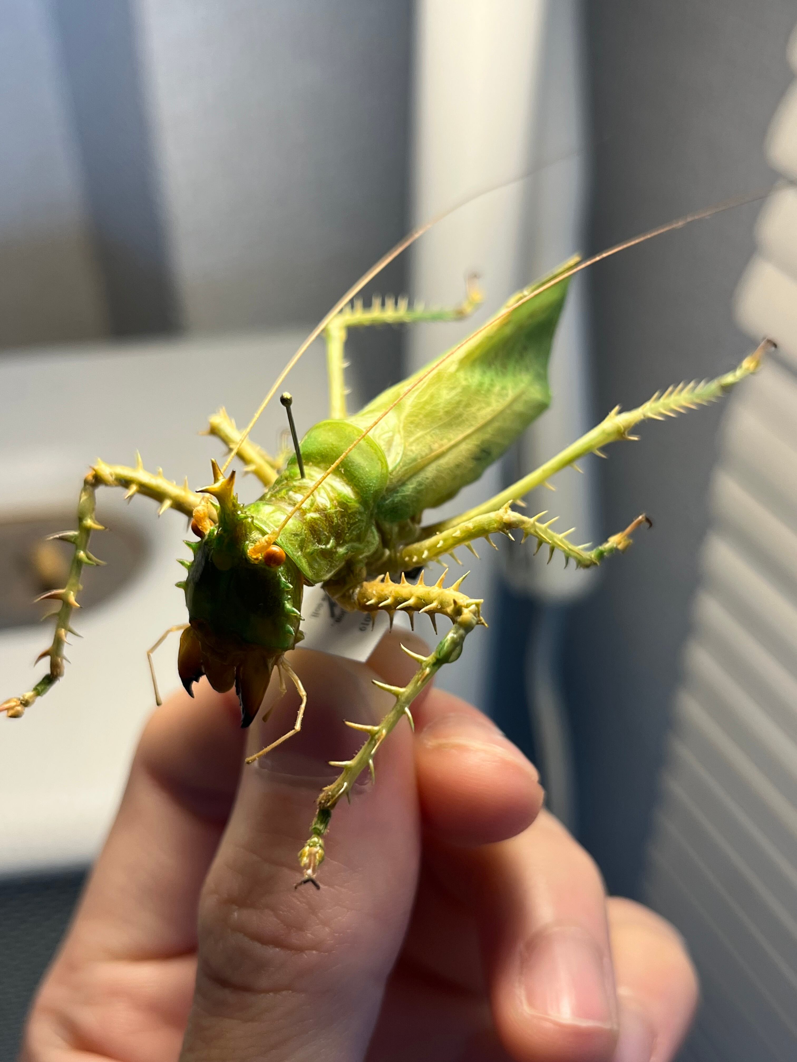 色残抜群】トゲアクマツユムシ リオック 直翅類 カマキリ マンティス