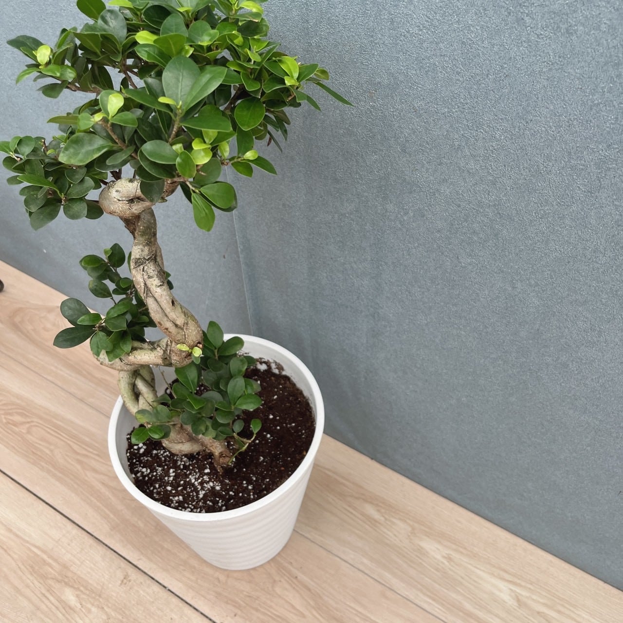 現品］【希少】7番 ガジュマル 曲がり 接木 8号 観葉植物 室内 レア