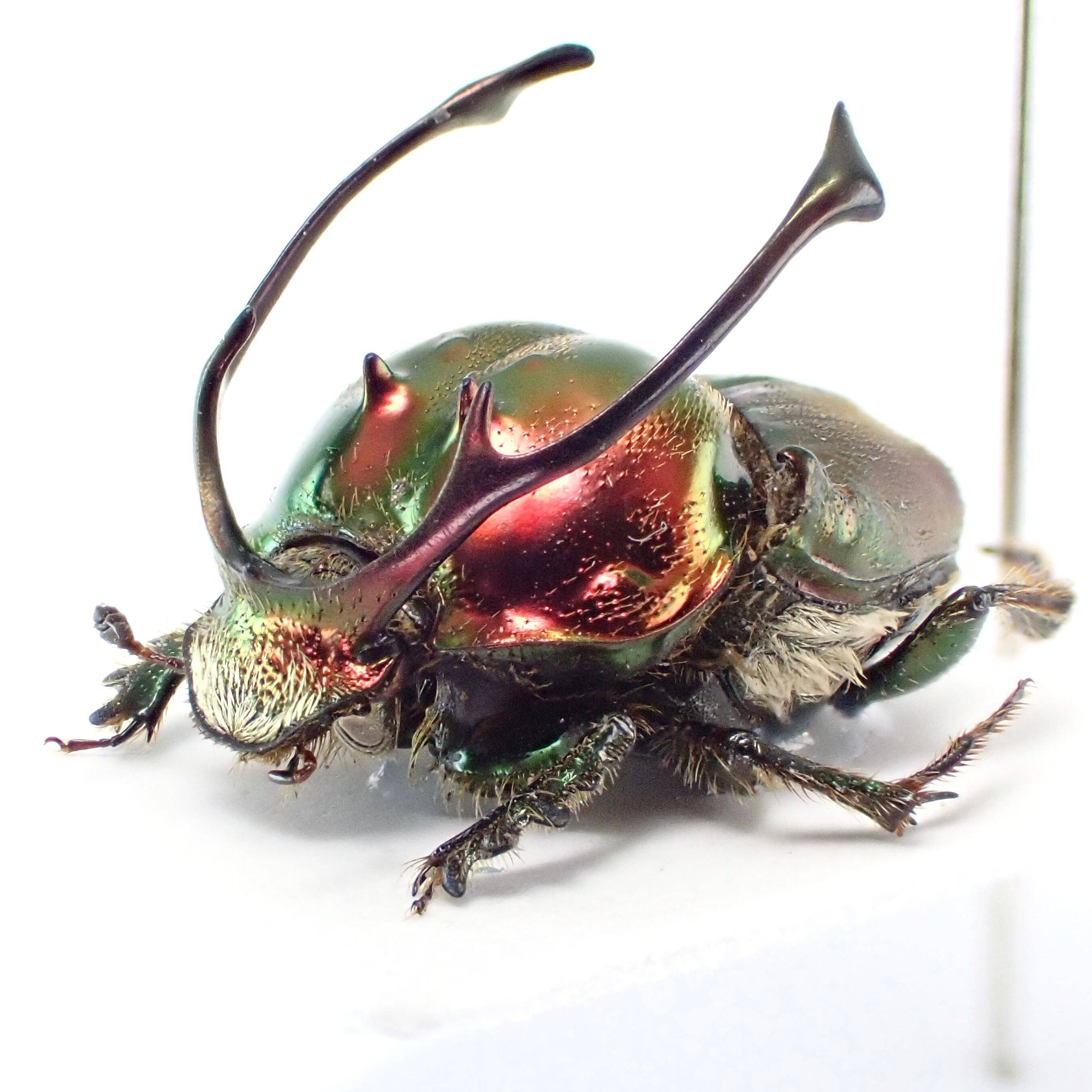 タンザニア産 Proagoderus rangifer ♂ 12mm XL | 昆虫標本 Diggers