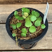 【伊藤蟻】Hoya peltata Nunukan, North Borneo【961】