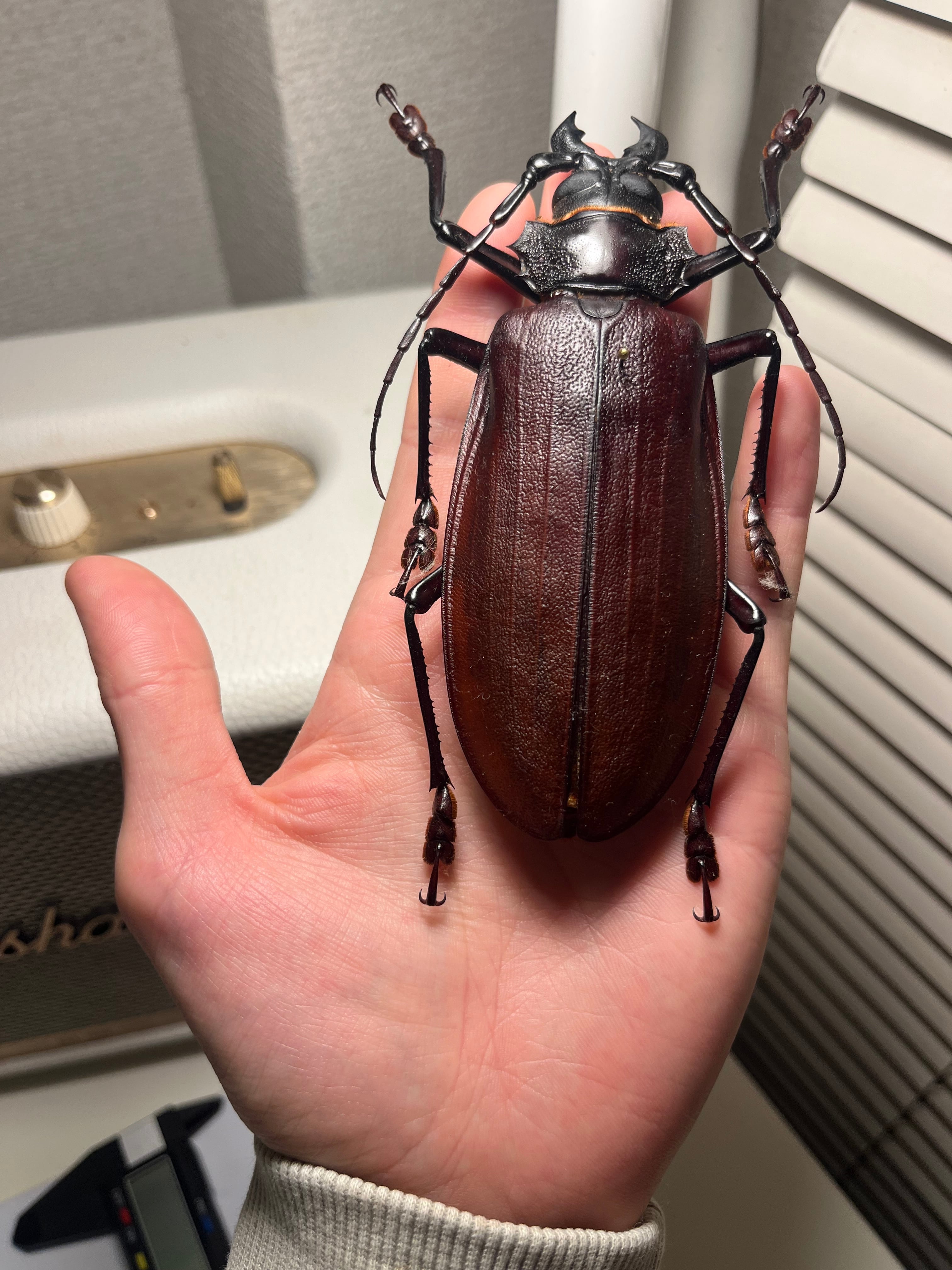 121mm】タイタンオオウスバカミキリ カブトムシクワガタハナムグリ