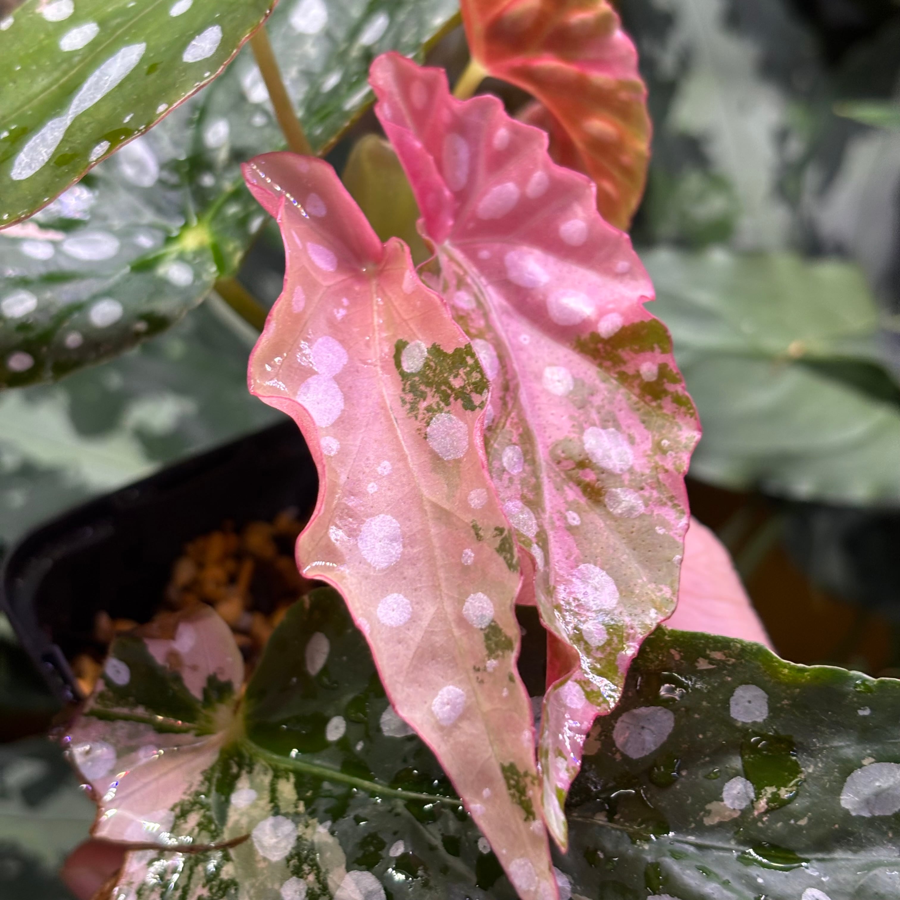 Begonia maculata 'Pink'｜ベゴニア マクラータ ピンク② Begonia maculata 'Pink Variegated' ベゴニア マクラータ 斑入り