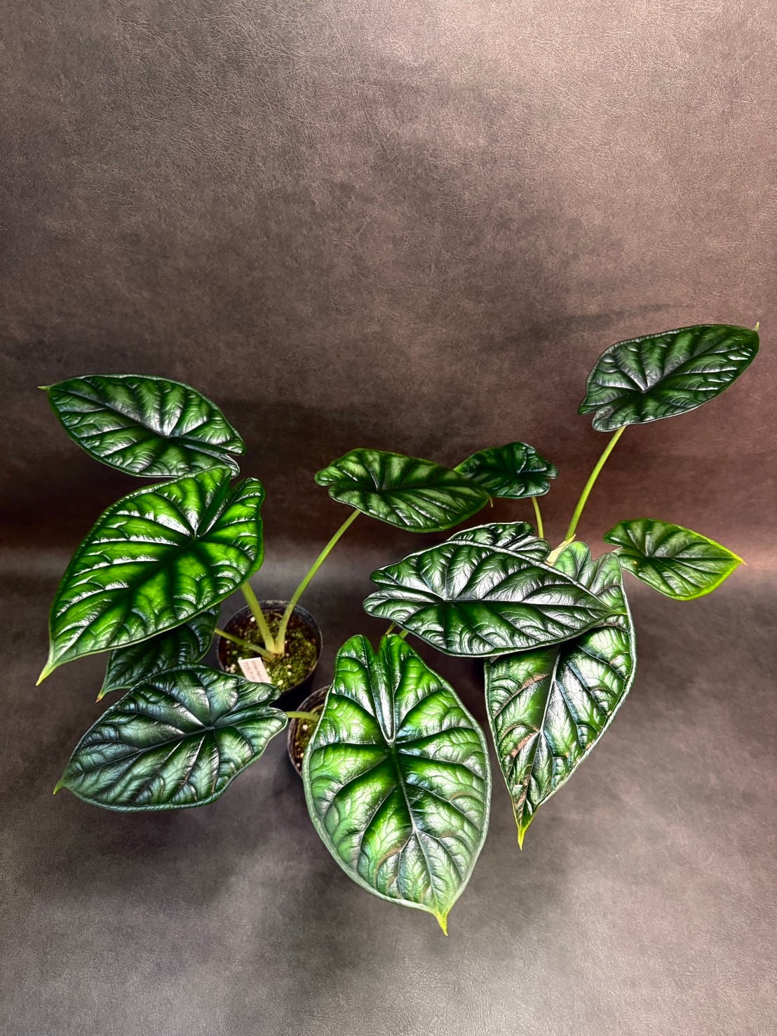 アロカシア ヴェノム 3号 観葉植物 現品 希少品種③ ヴェノム・アロカシア 3号 ① | 観葉植物と雑貨のお店 VIVAGREEN