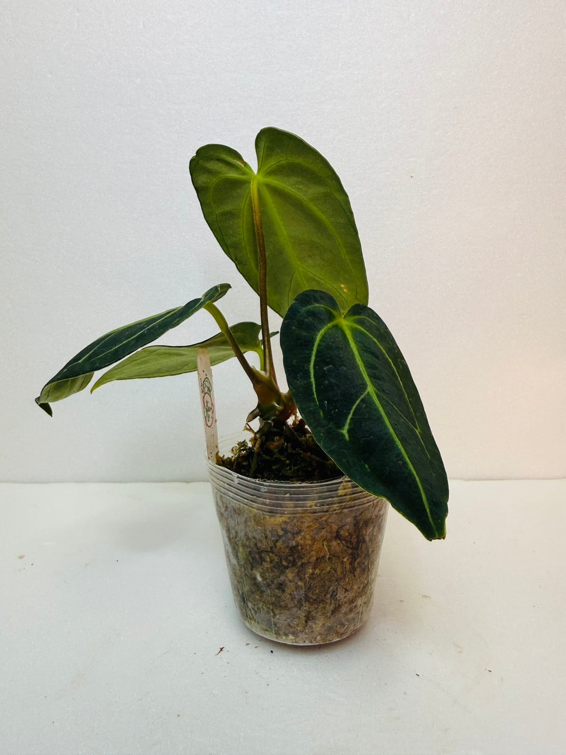 残り1鉢！アンスリウム・レガレ 2.5号 | 観葉植物と雑貨のお店 VIVAGREEN