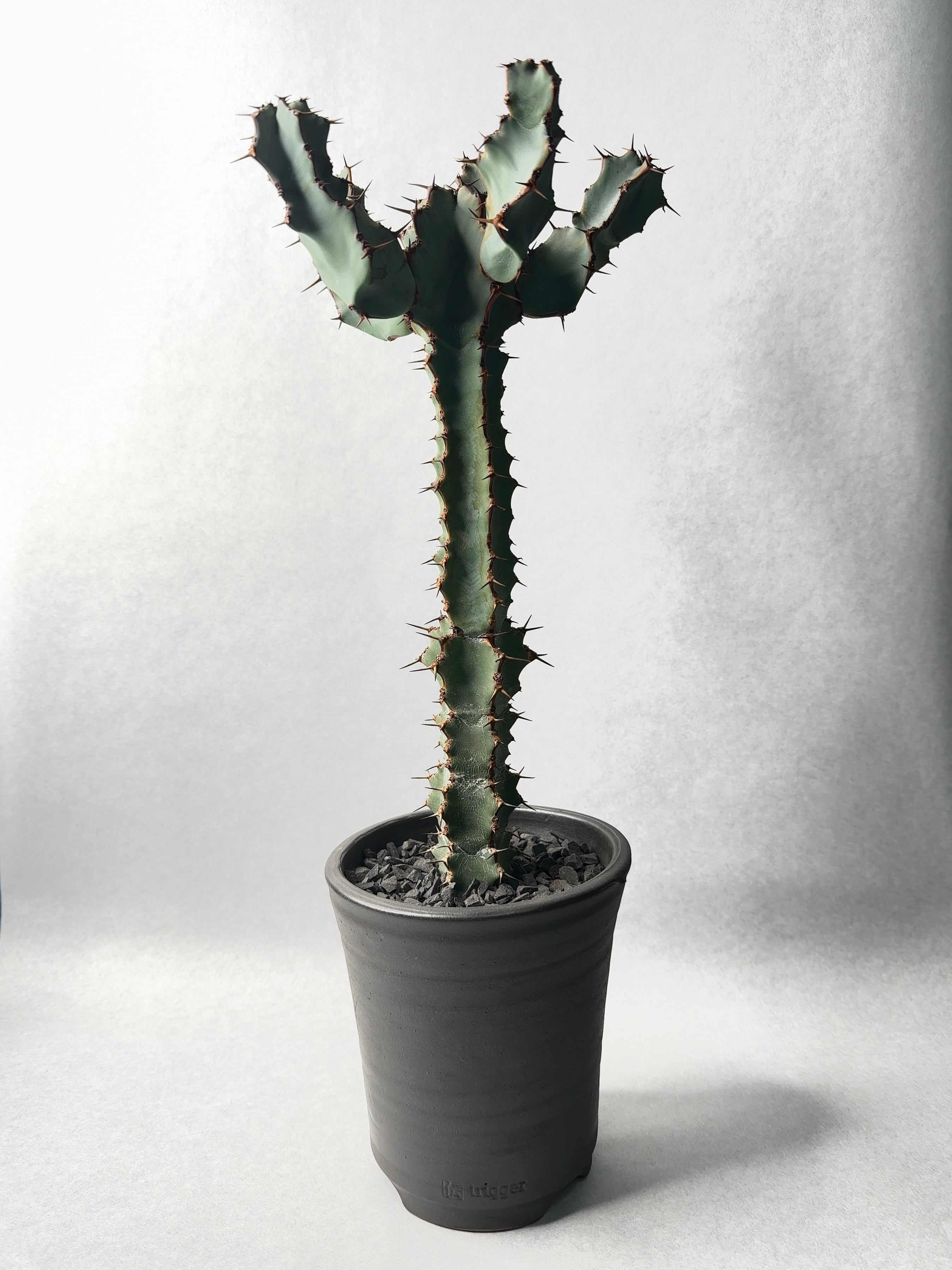 ユーフォルビア | trigger