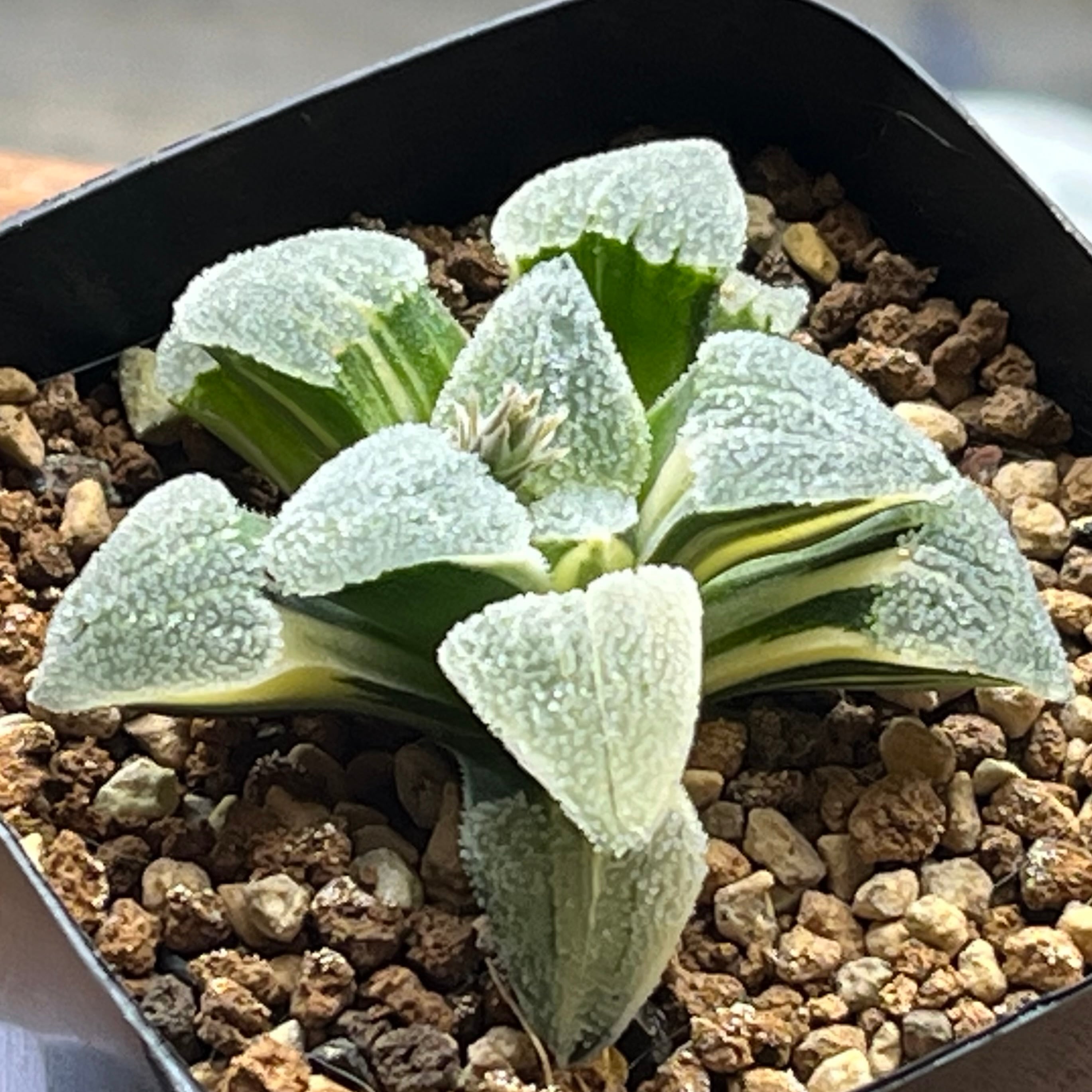 ピグマエア系 | mocono_plants