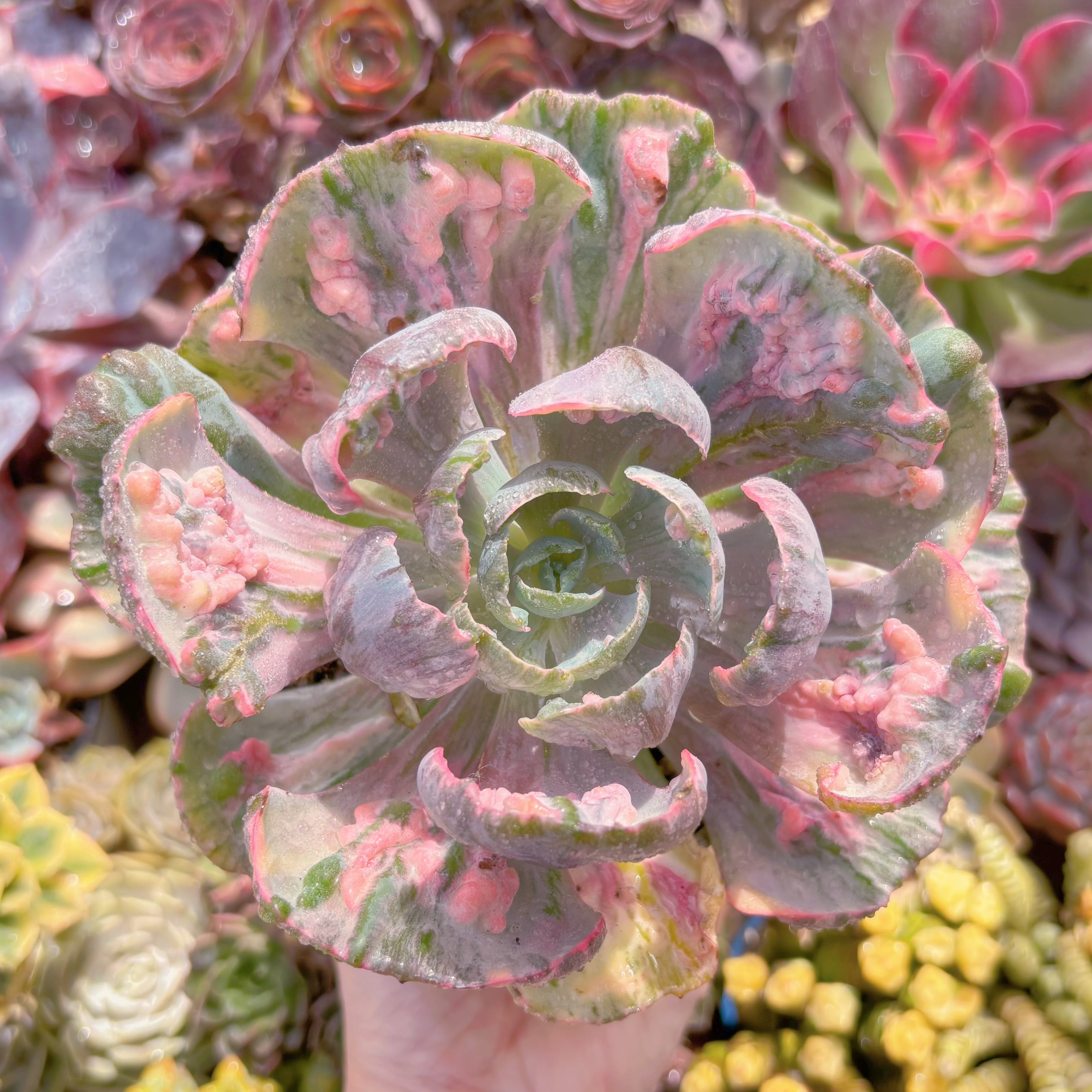 現品　ビヨンセ錦#1123　特大苗　新入荷　るる農園